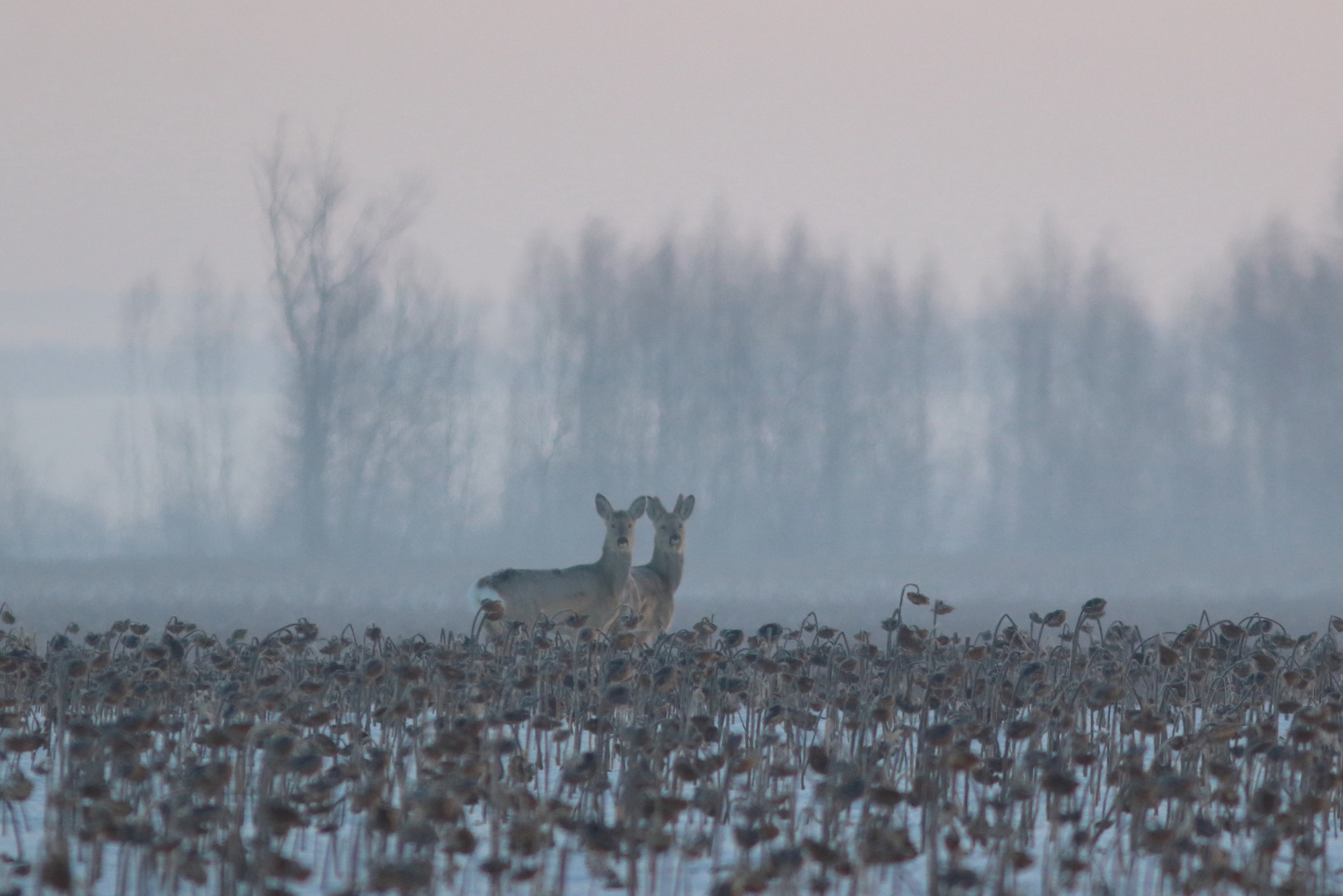 экология, фауна, природа, природа самарской области, звери, млекопитающие, косули, утро на полях, Владимир Шебаршенко