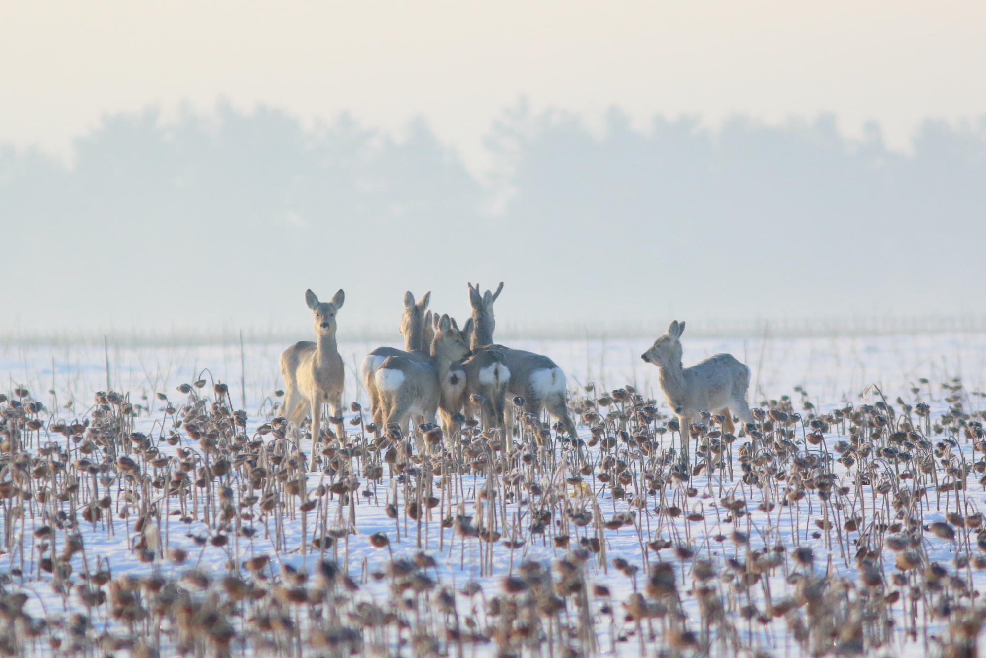 природа, фауна, млекопитающие, звери, косуля, зима, самарская областьт, Владимир Шебаршенко