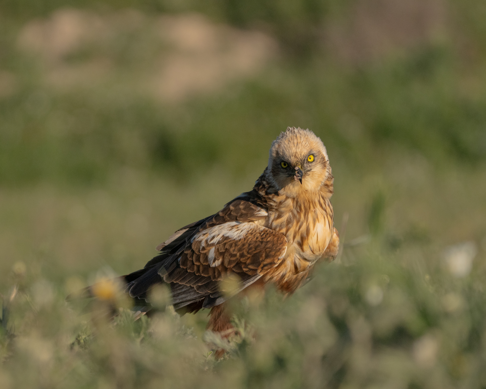 march harrier, raptors, bird of prey, predators, birds, болотный, лунь, хищники, птицы, Оксана Дорн
