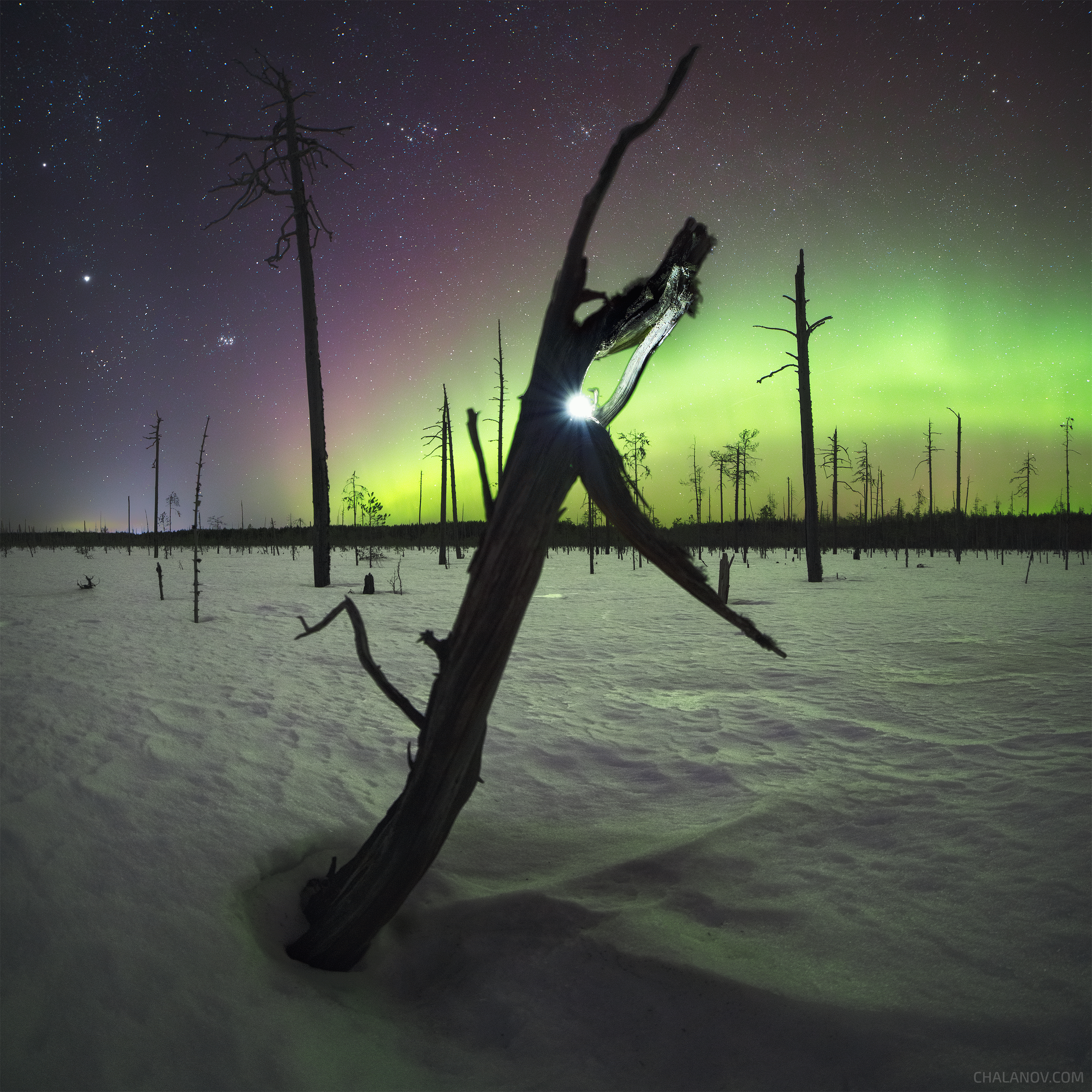 пейзаж, северное сияние, болото, деревья, аврора, ночь, ночной пейзаж, звездное небо, Иван Чаланов