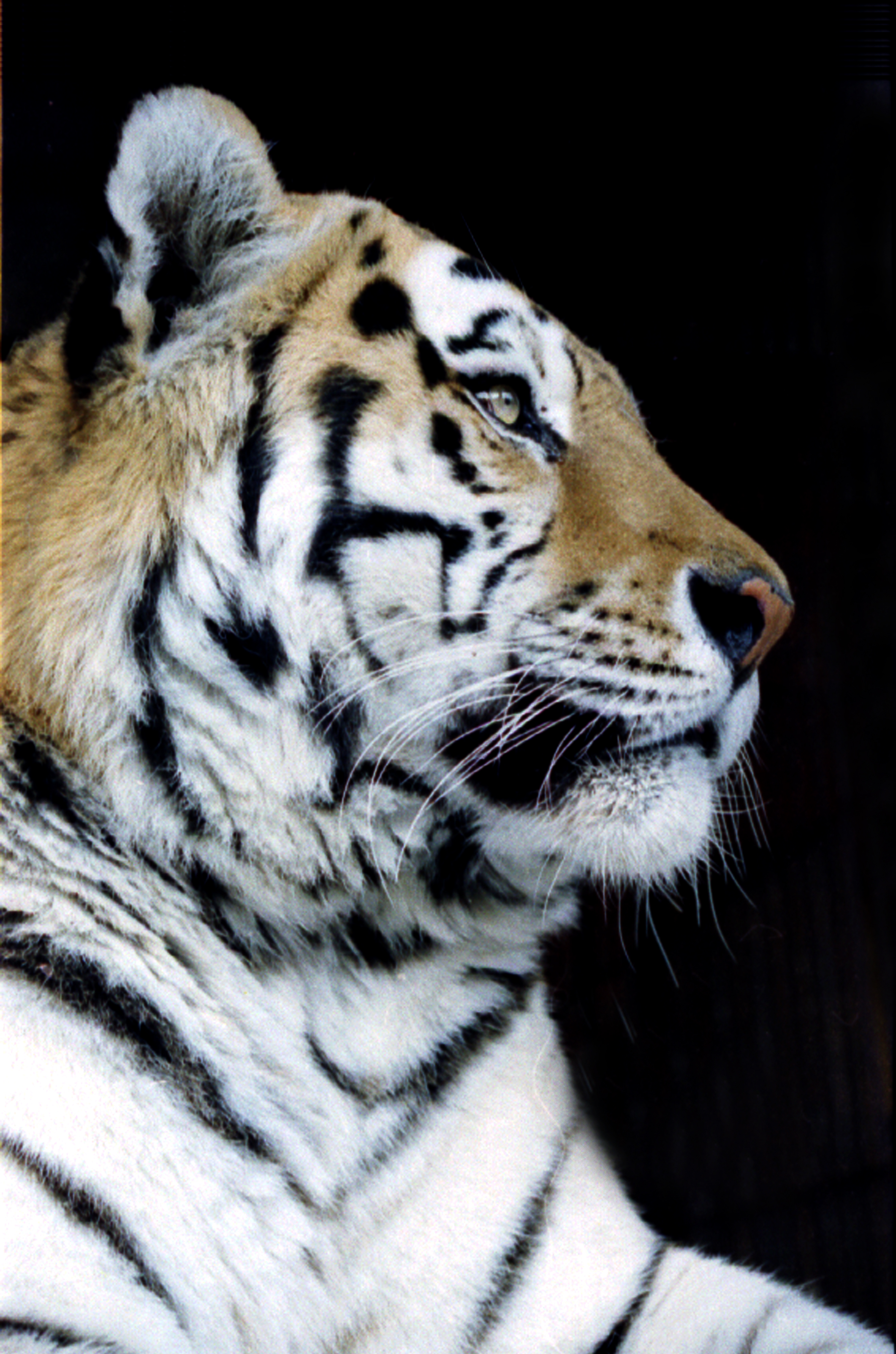 , Всеволод Сахновский