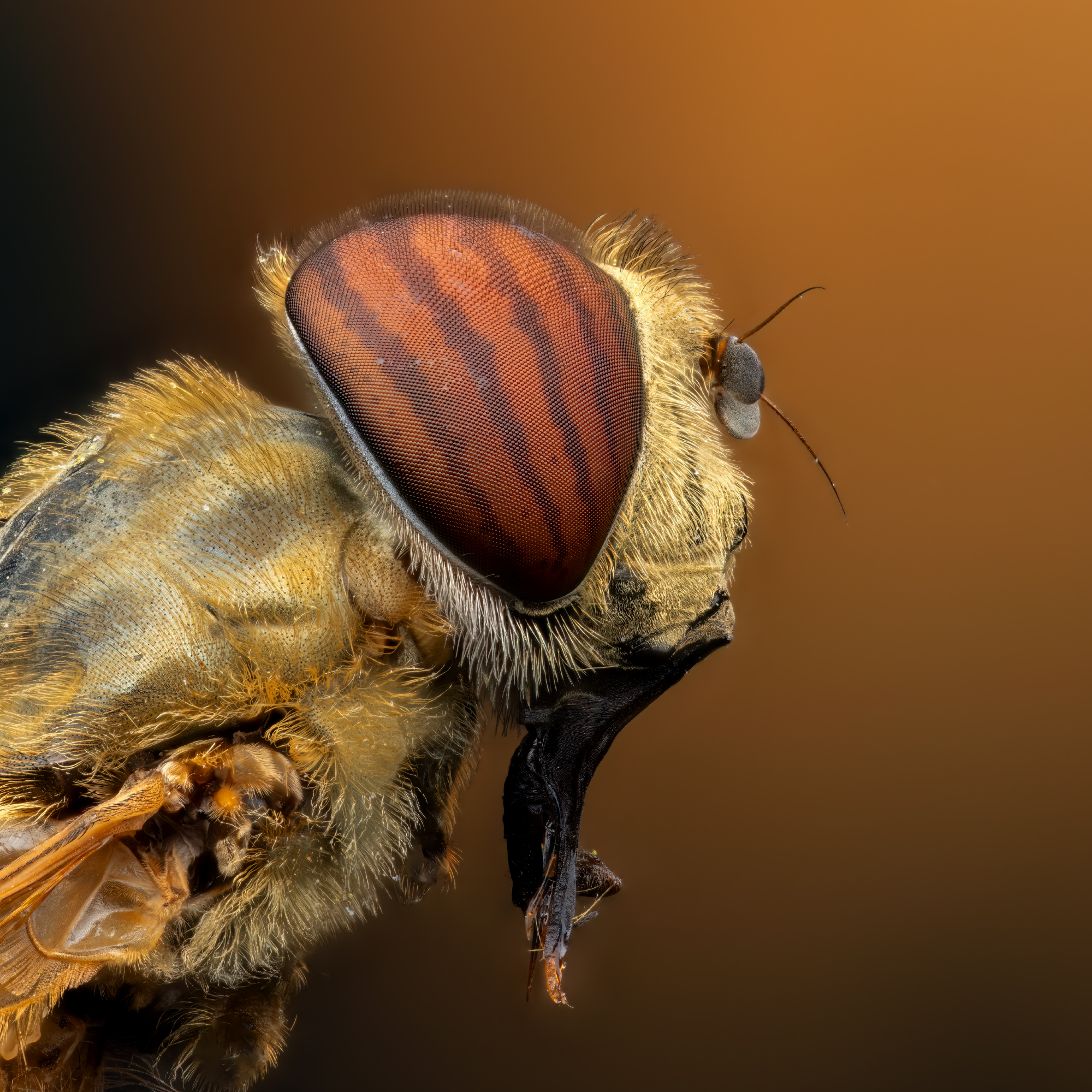 , Фруман Евгений