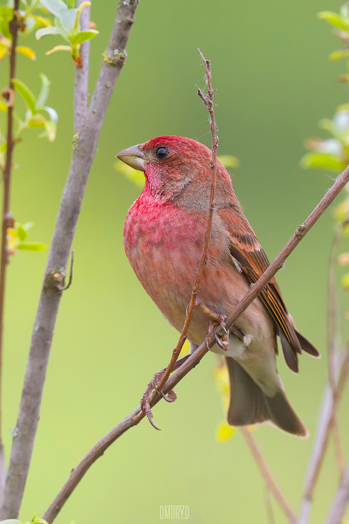 , Дмитрий Доронин