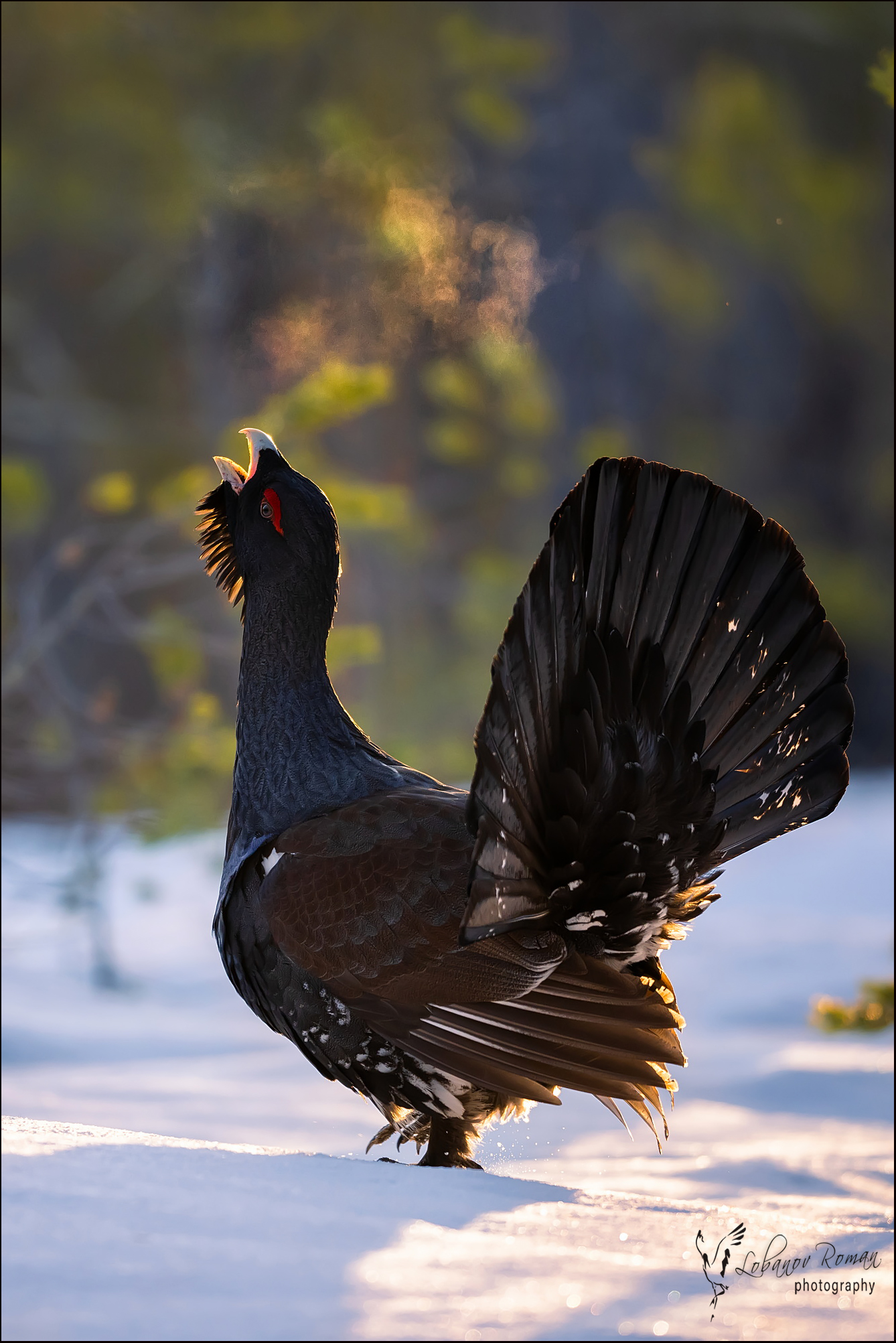 , Лобанов Роман