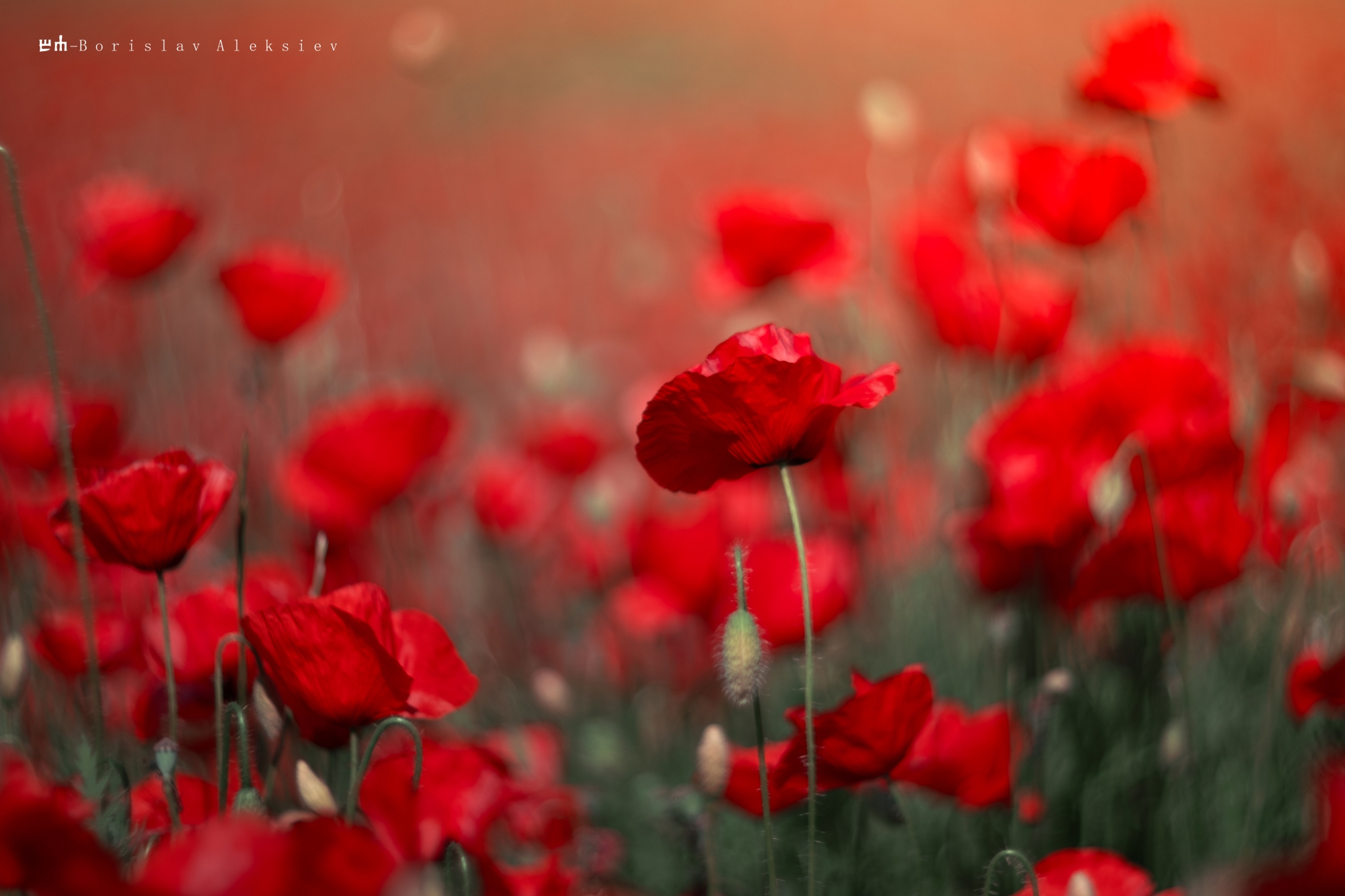 red,light.nature,dark,bokeh,exterior,flower,poppy,plant,, Алексиев Борислав