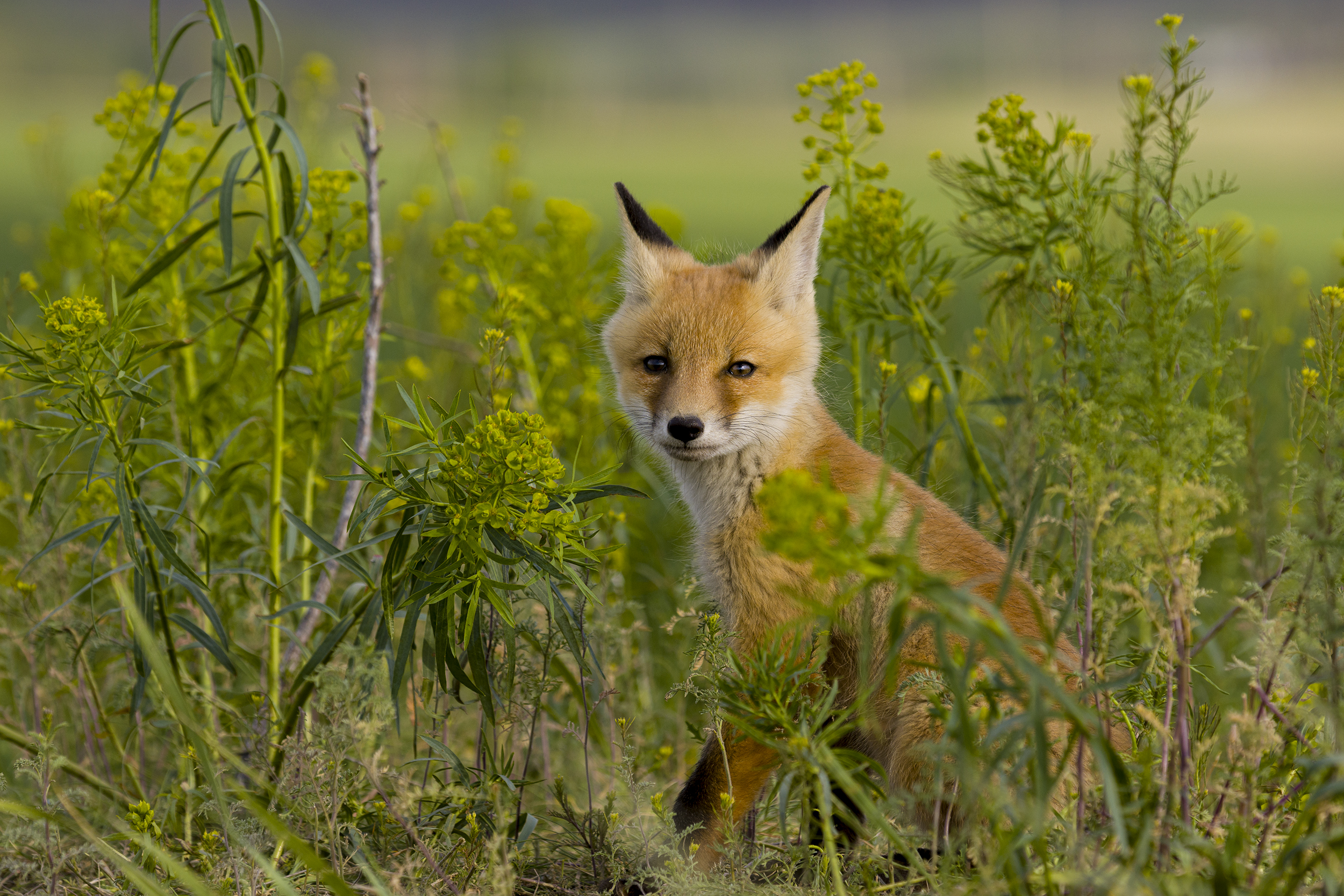 природа, Валерий Черняк