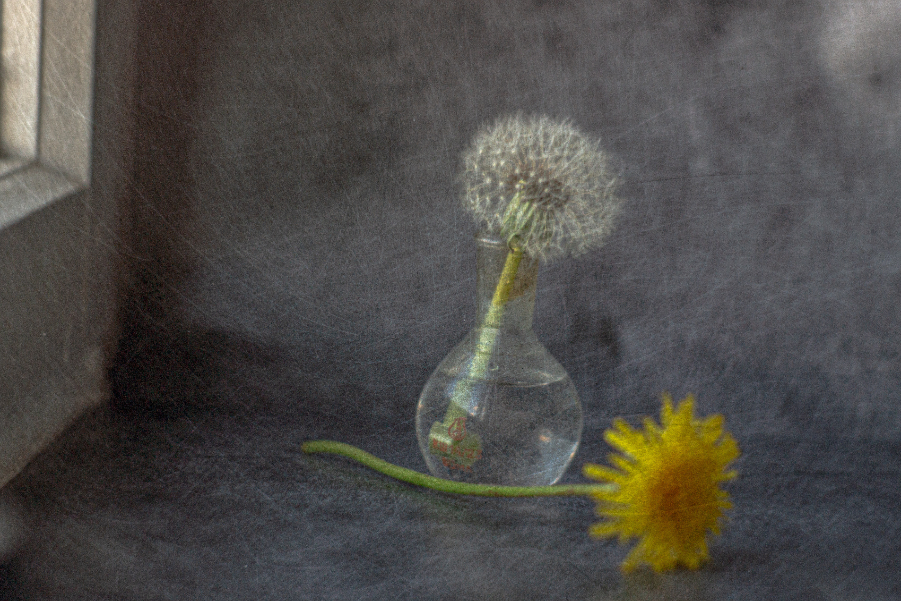 натюрморт, одуванчик,  концептуальное, цветы, стекло., Виталий Маслов