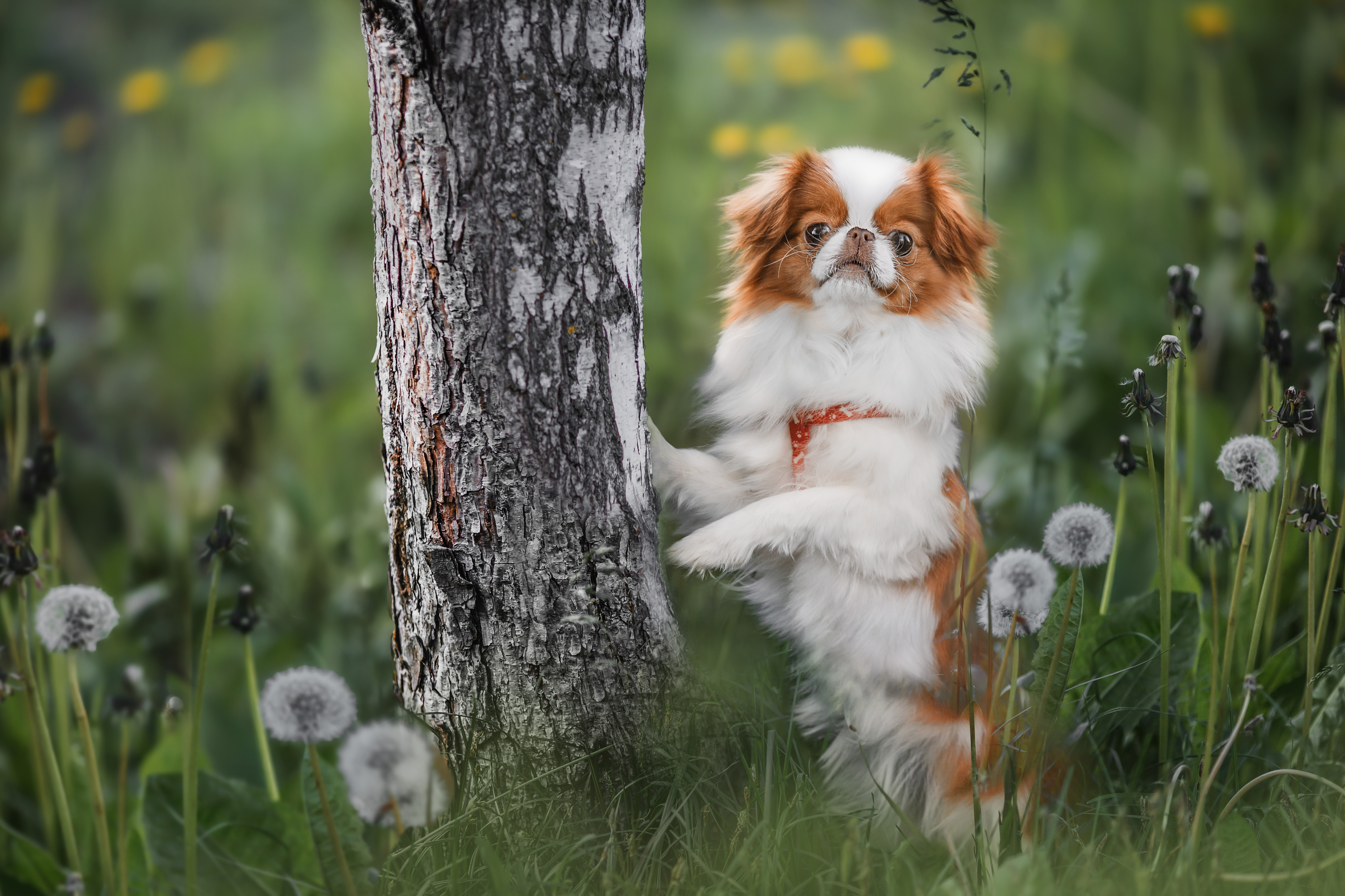 собака, Наталия Матвеева