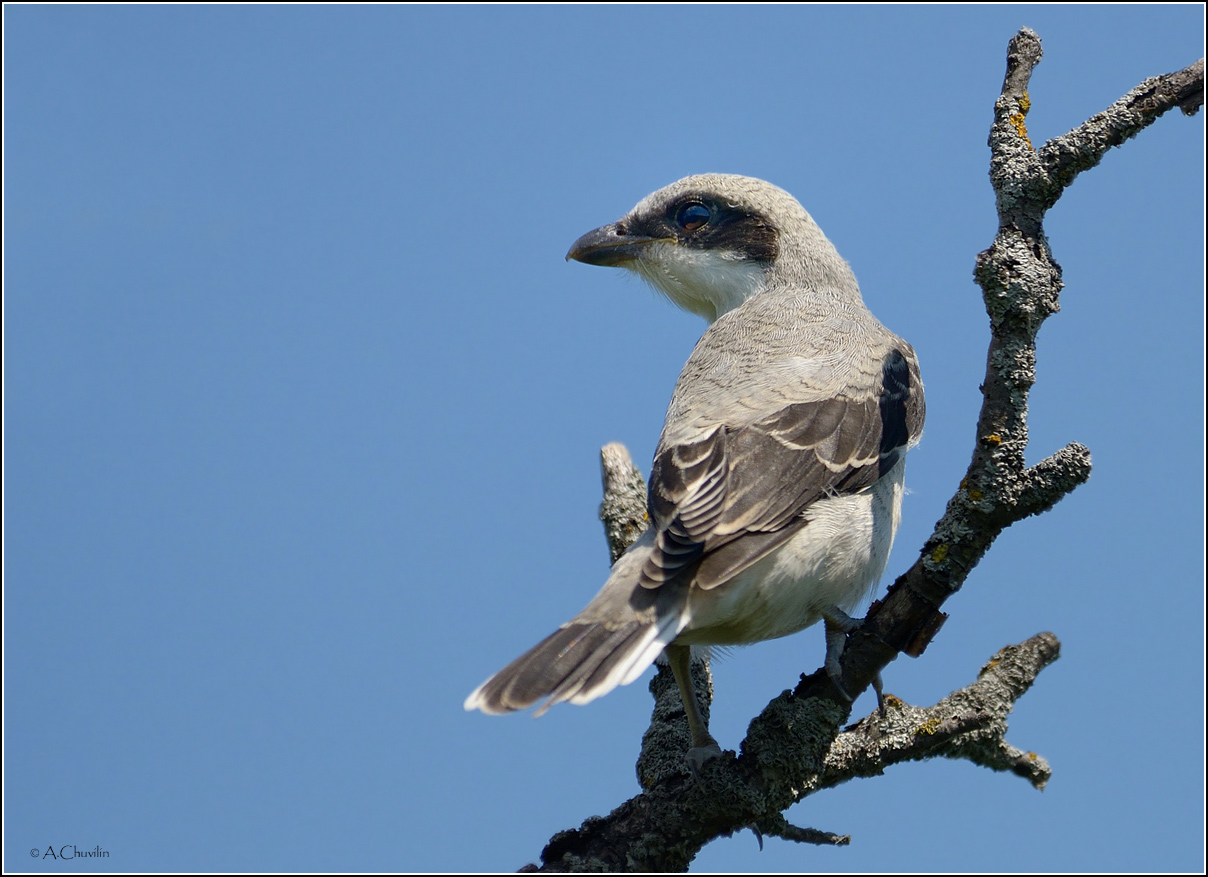 сорокопут,серый,птица, Александр Чувилин