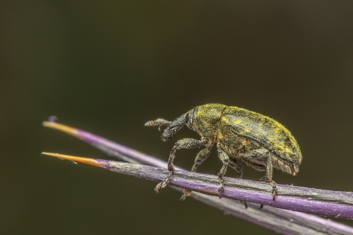 #macro #insects #nature #closeup, Nikolay Tatarchuk