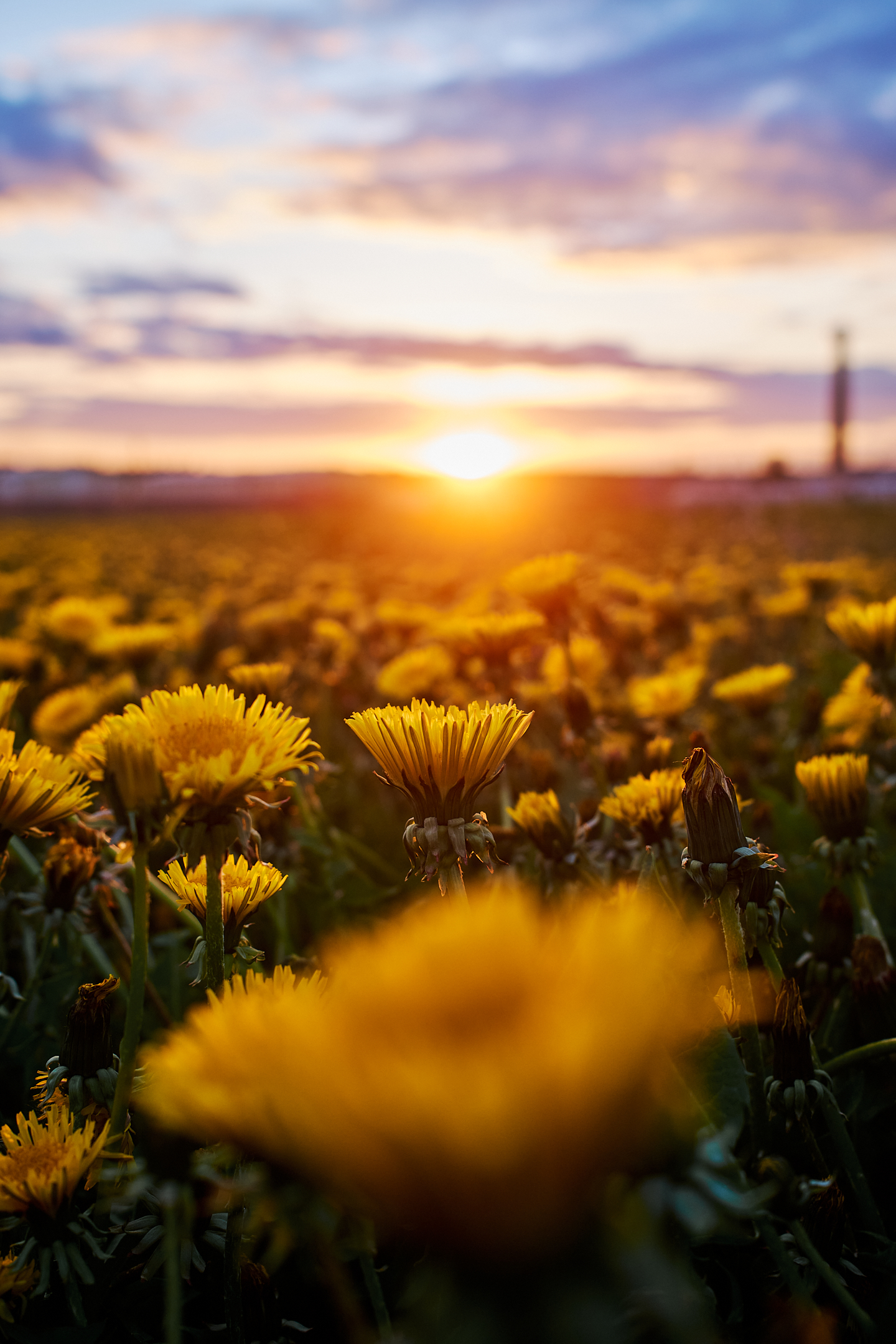 , Дыбов Дмитрий