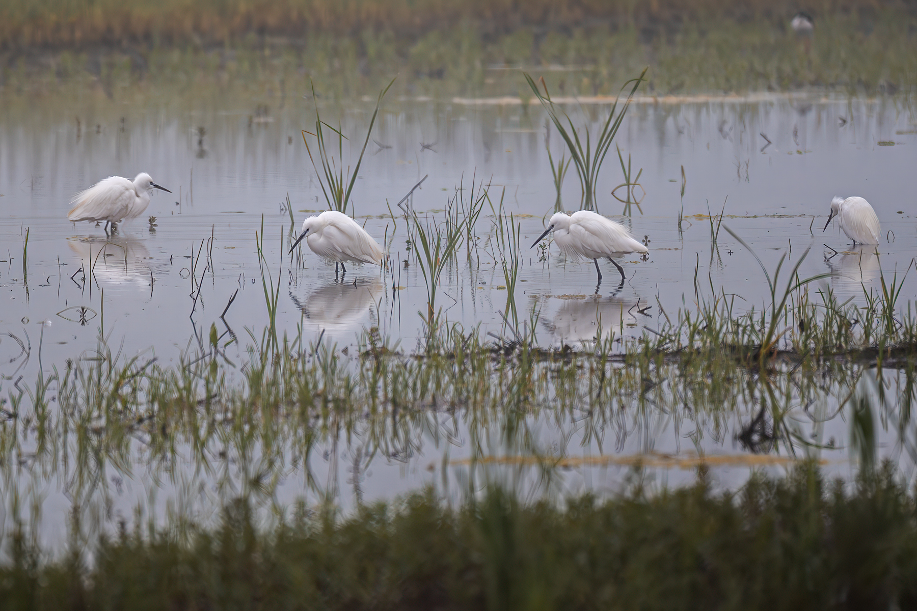 птицы, животные, дикая природа, birds, animal, wildlife, Sajkovski Dejan