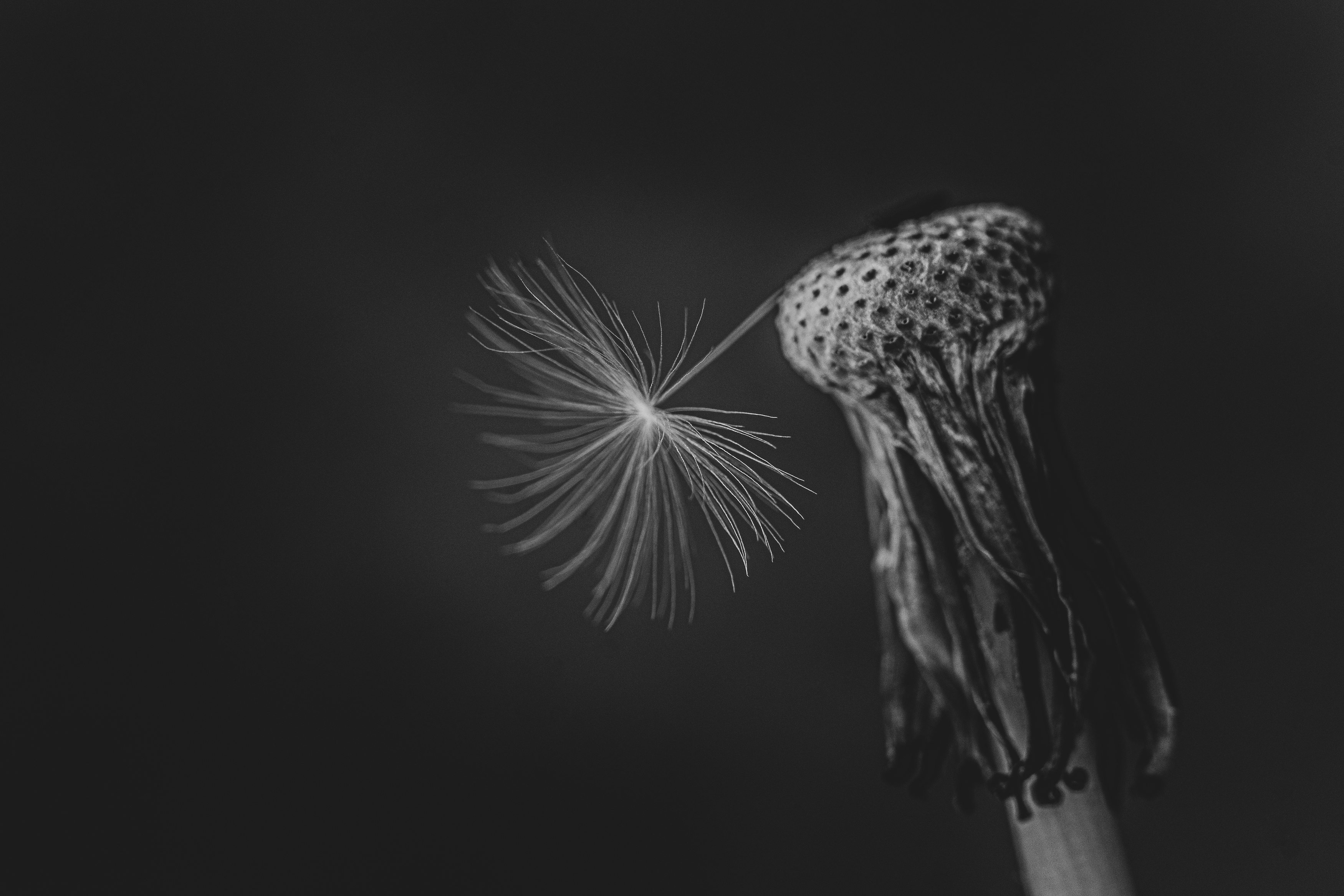 одуванчик, черно-белое, макро, цветы., Виталий Маслов