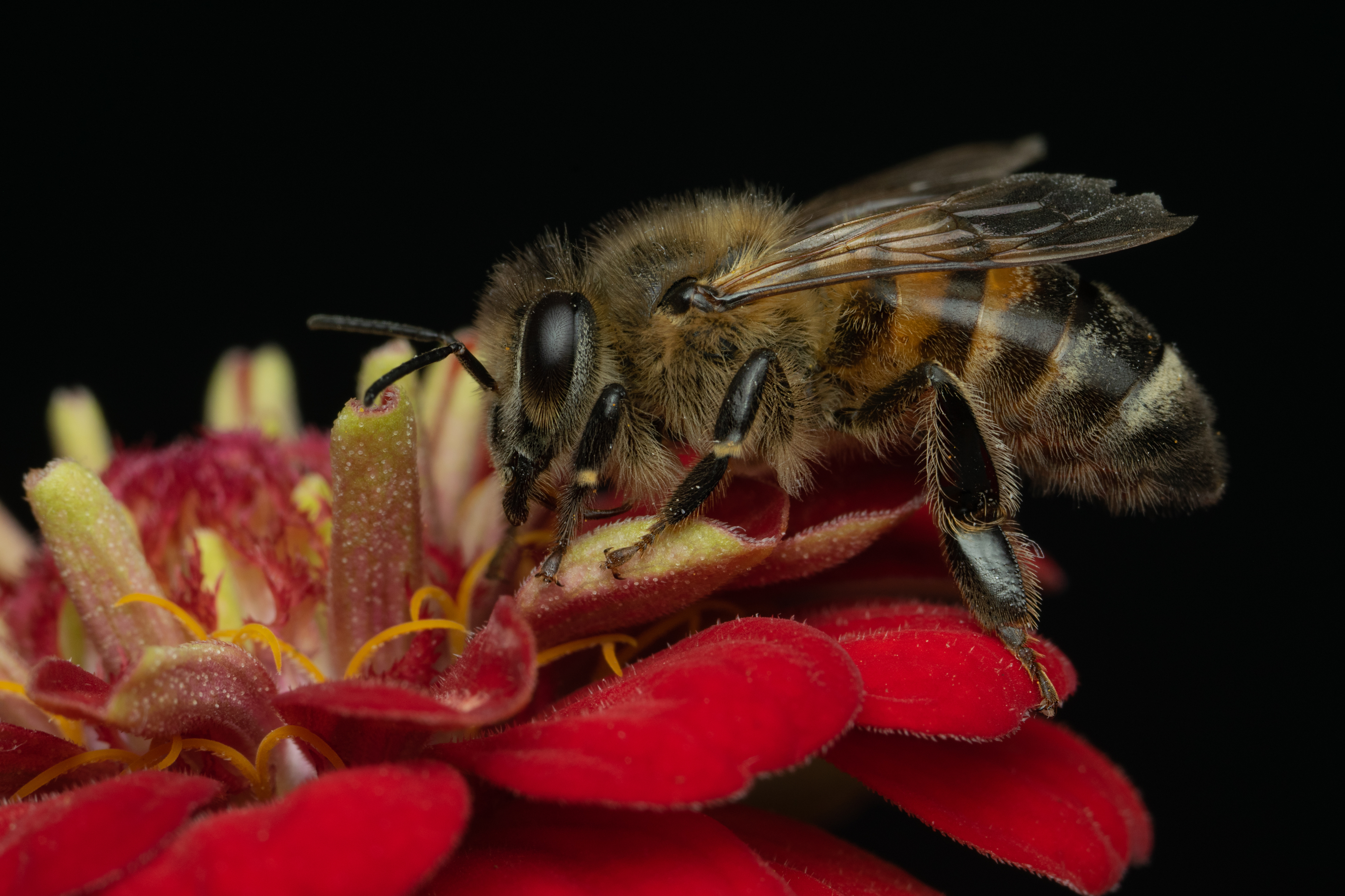 пчела,макро,ставрополь,вега11у,apis mellifera, Ветренко Денис