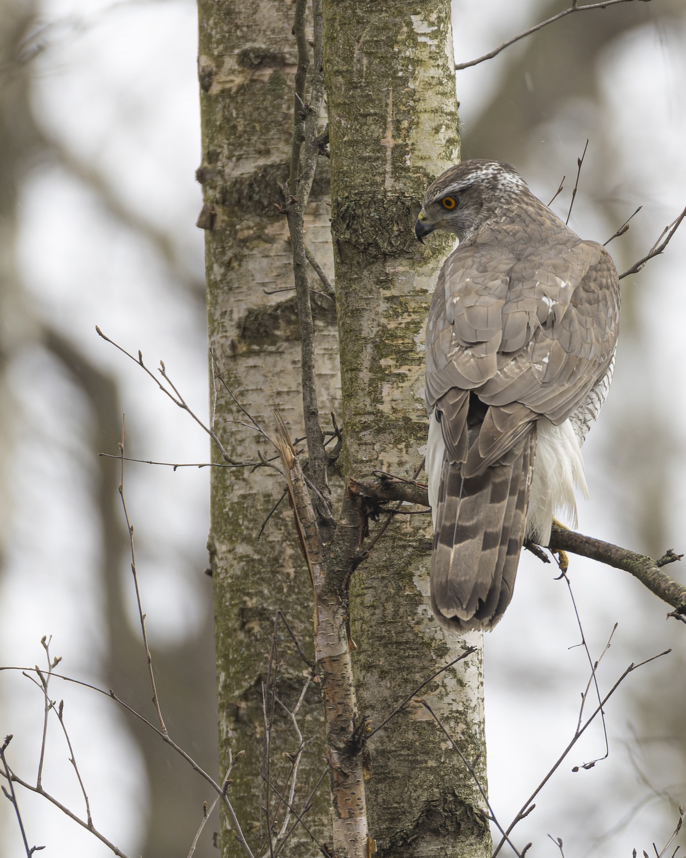 тетеревятник, ястреб, птицы, Руслан Pl