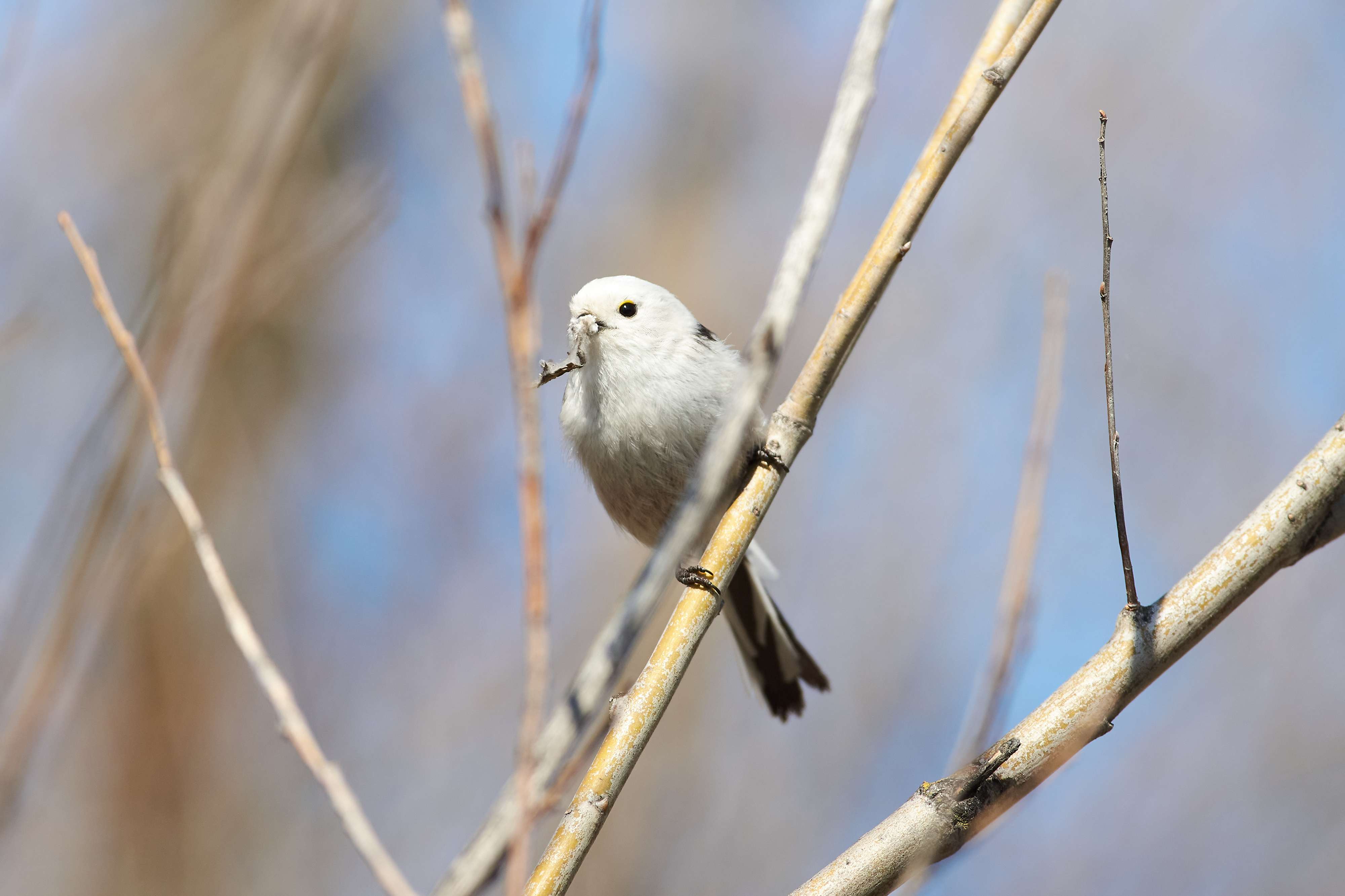 birds, birdswatching, volgograd, russia, wildlife, , Павел Сторчилов