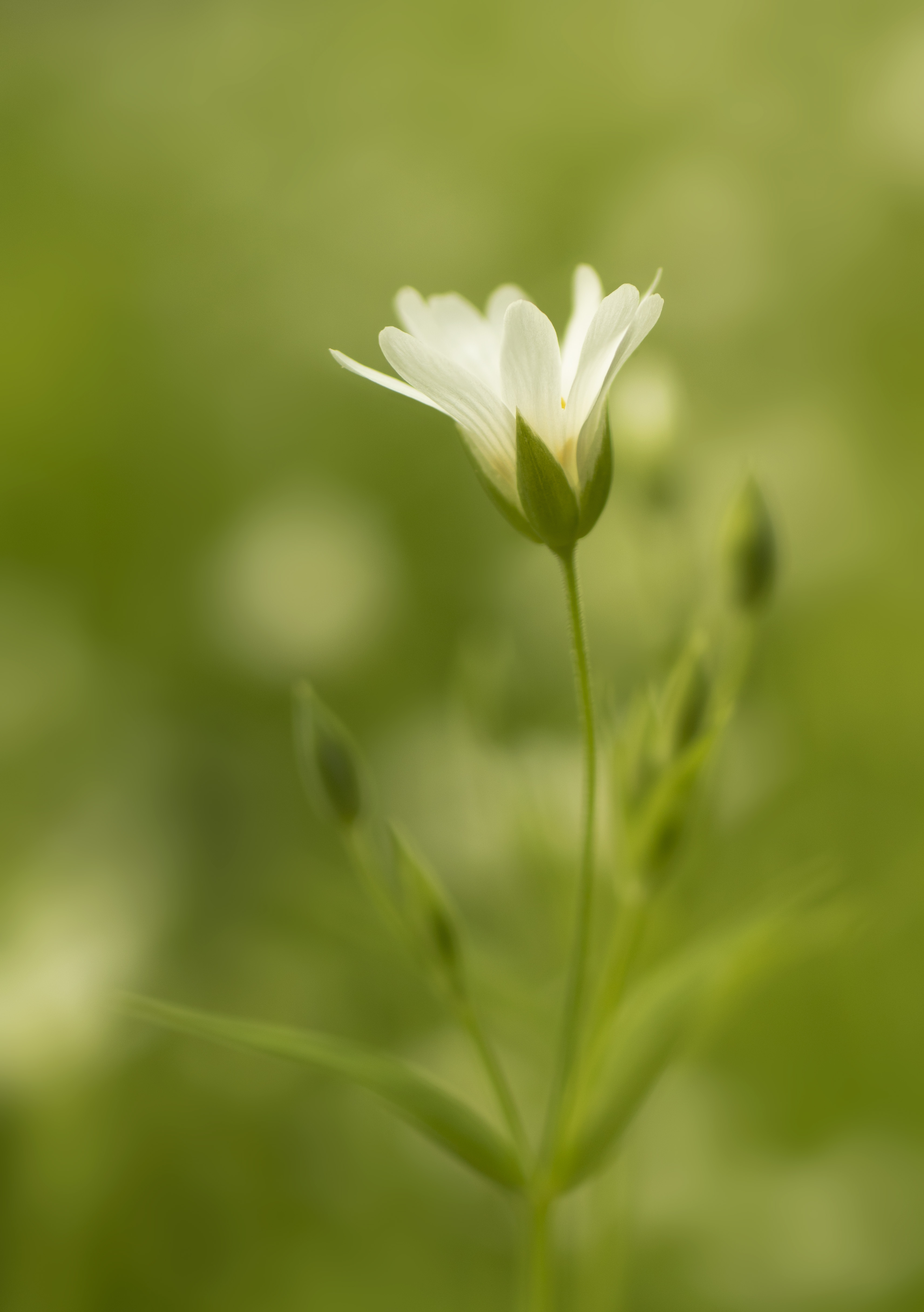 , Бонина Ольга