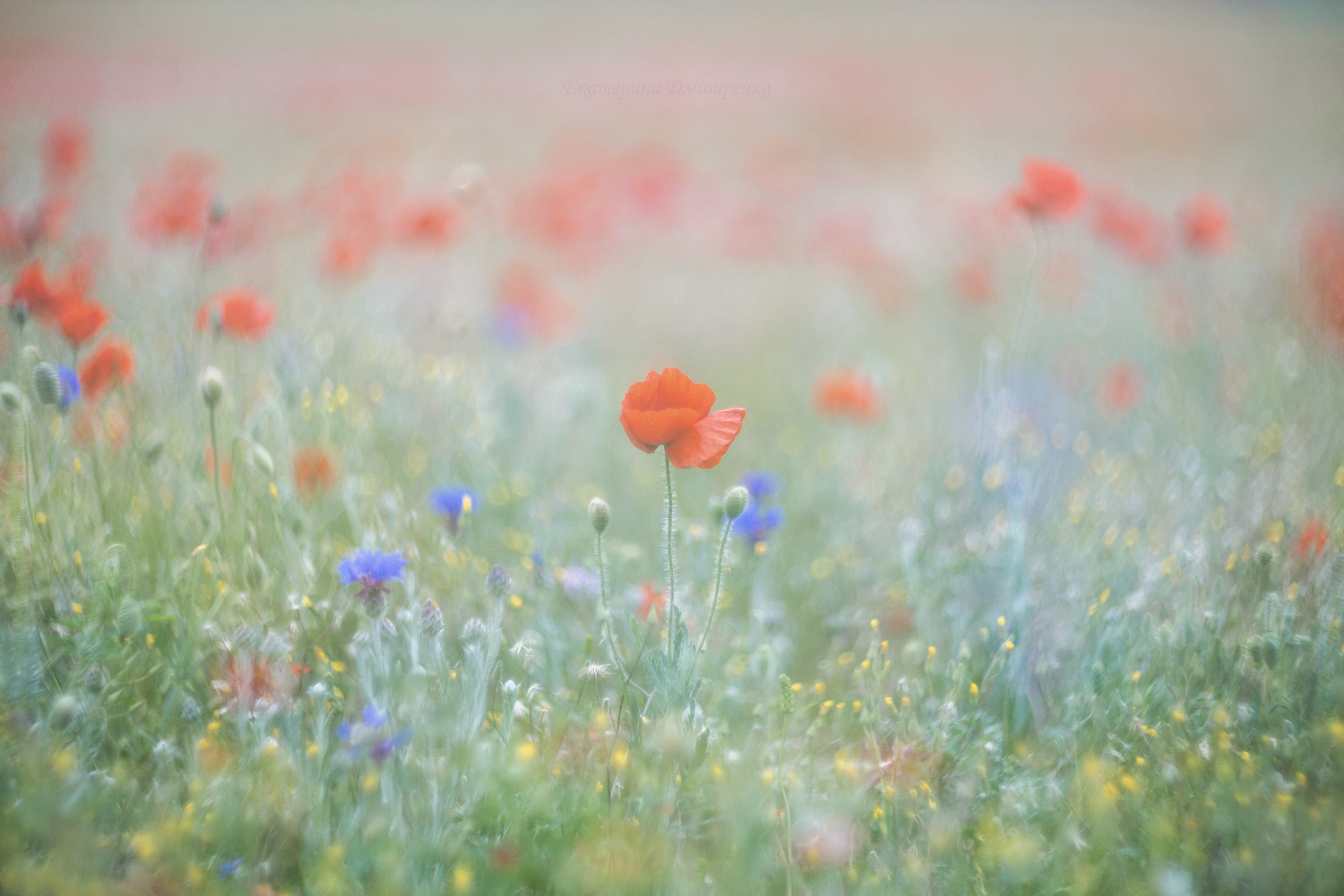 крым, весна, закат, цветы, пейзаж, маки, севастополь, Дмитренко Екатерина