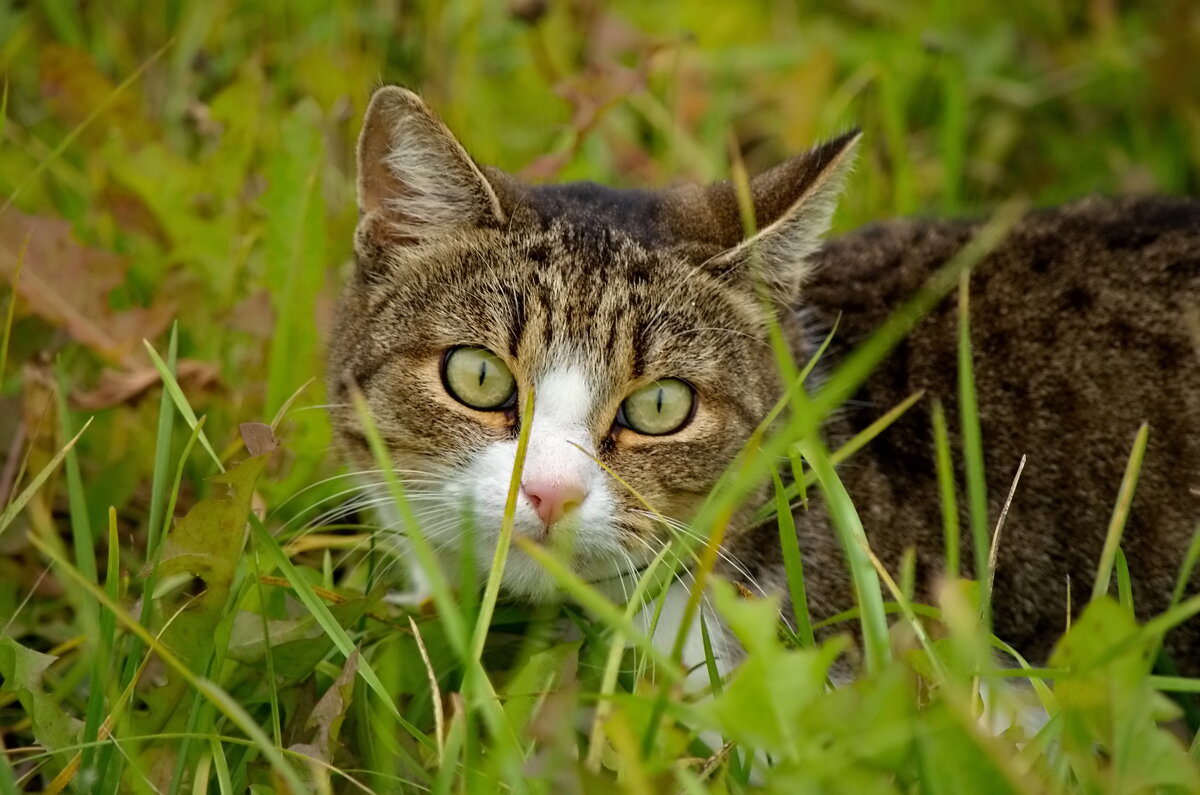 , Сергей Клапишевский