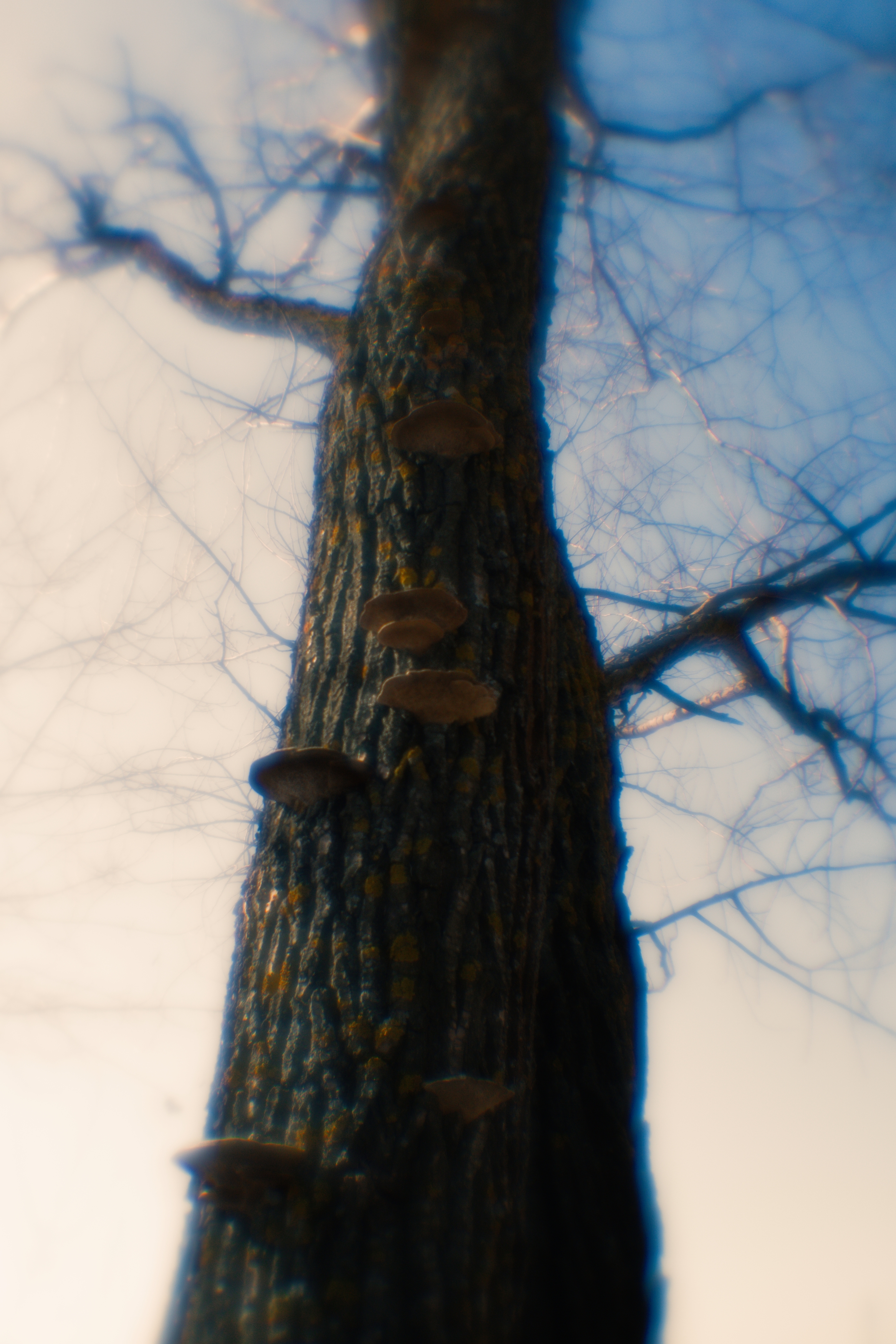 , Смолевская Татьяна