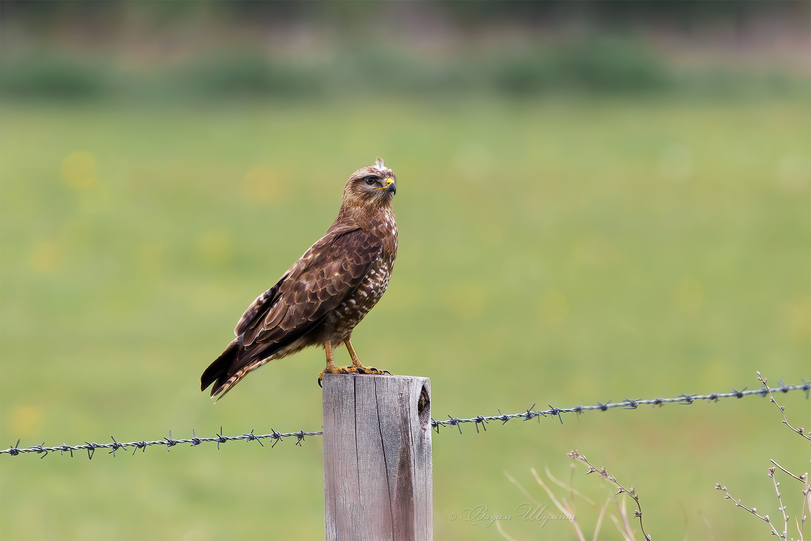 канюк, Шульгин Вадим