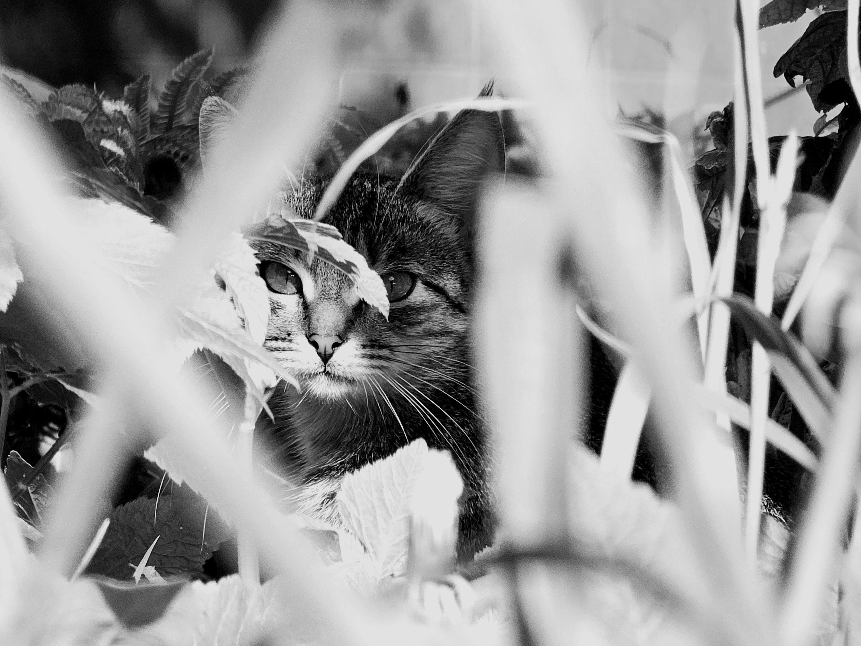 , Мария Яковлева