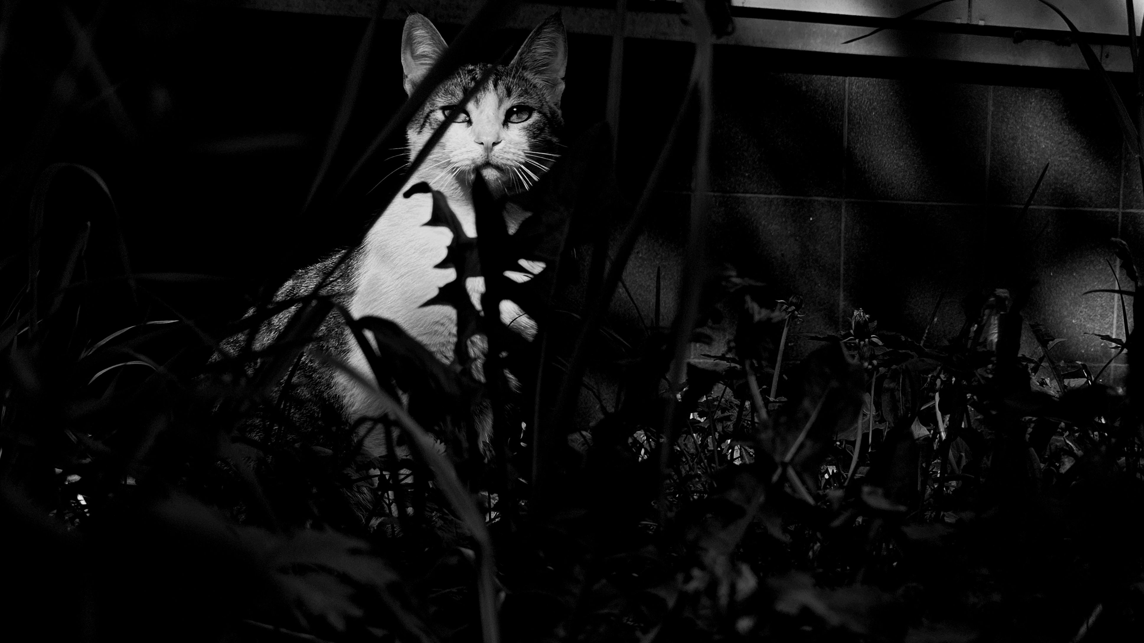 , Мария Яковлева