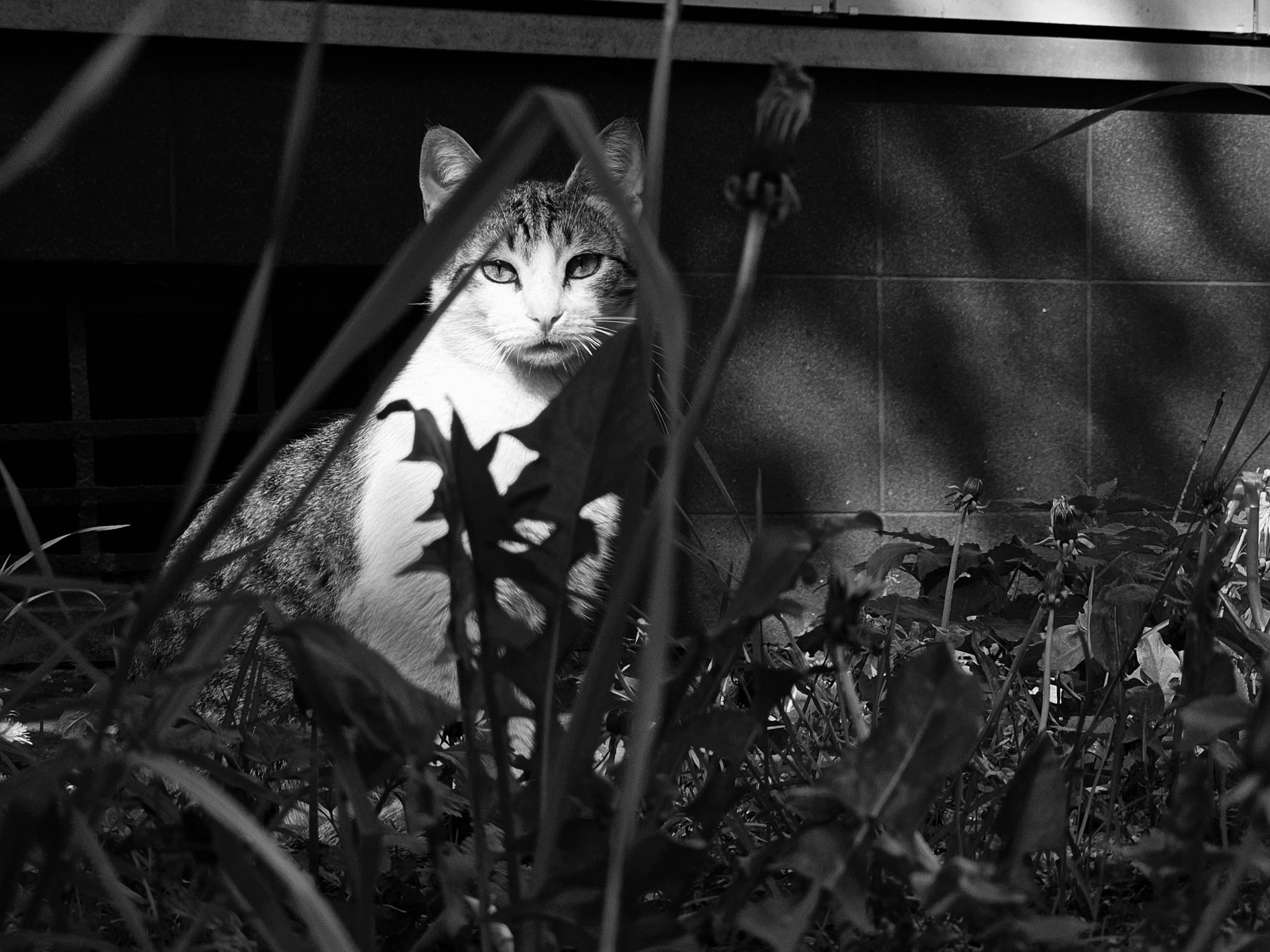 , Мария Яковлева