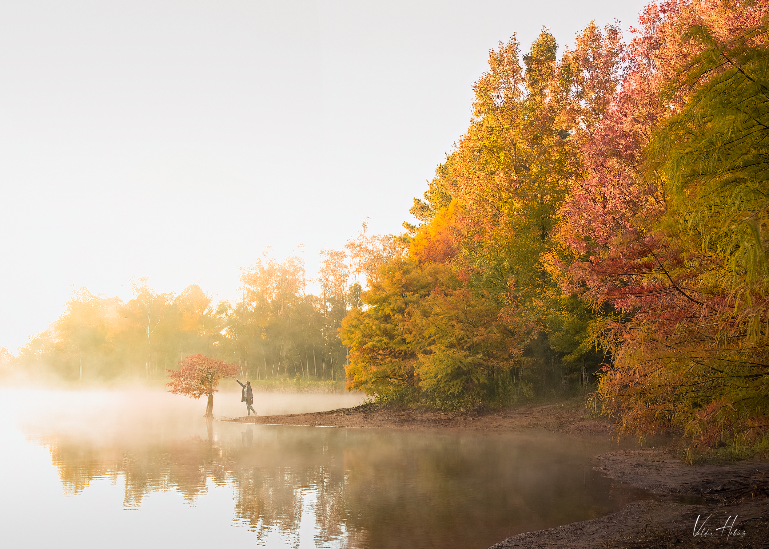 fog, autumn, color, nature , Valdir Hobus