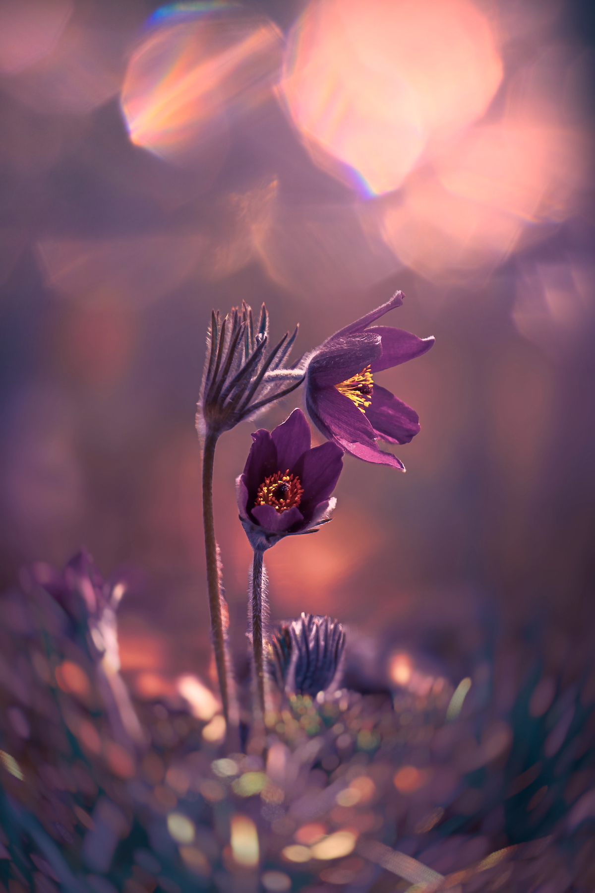 макро, macro, цветы, flower, весна, spring, сон-трава, Julia Kaissa