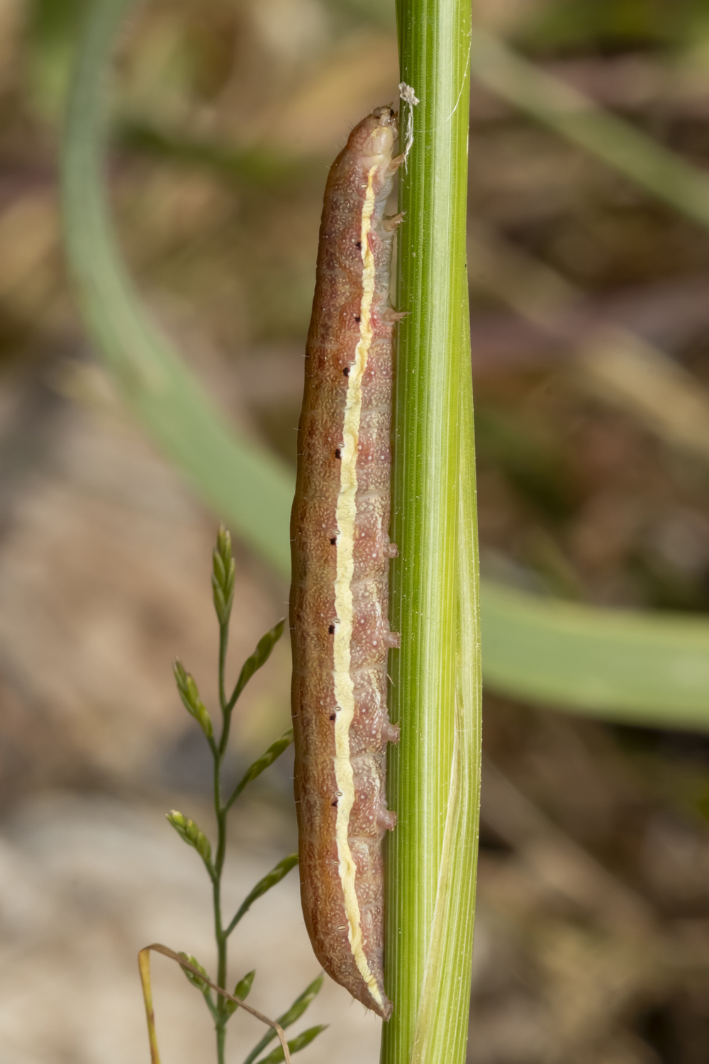 #macro #insects #nature #closeup, Nikolay Tatarchuk