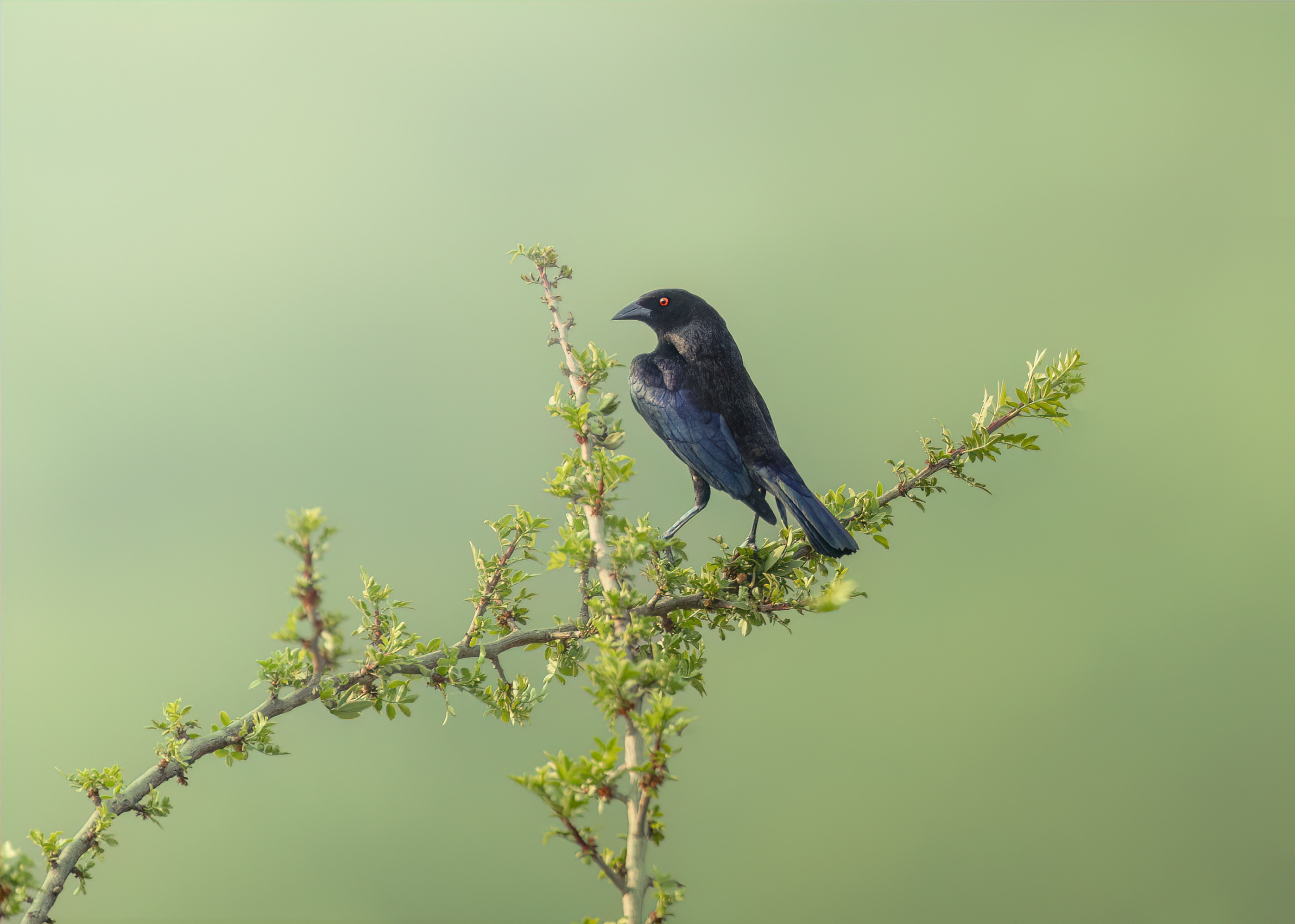 , Maikel Valle Clara