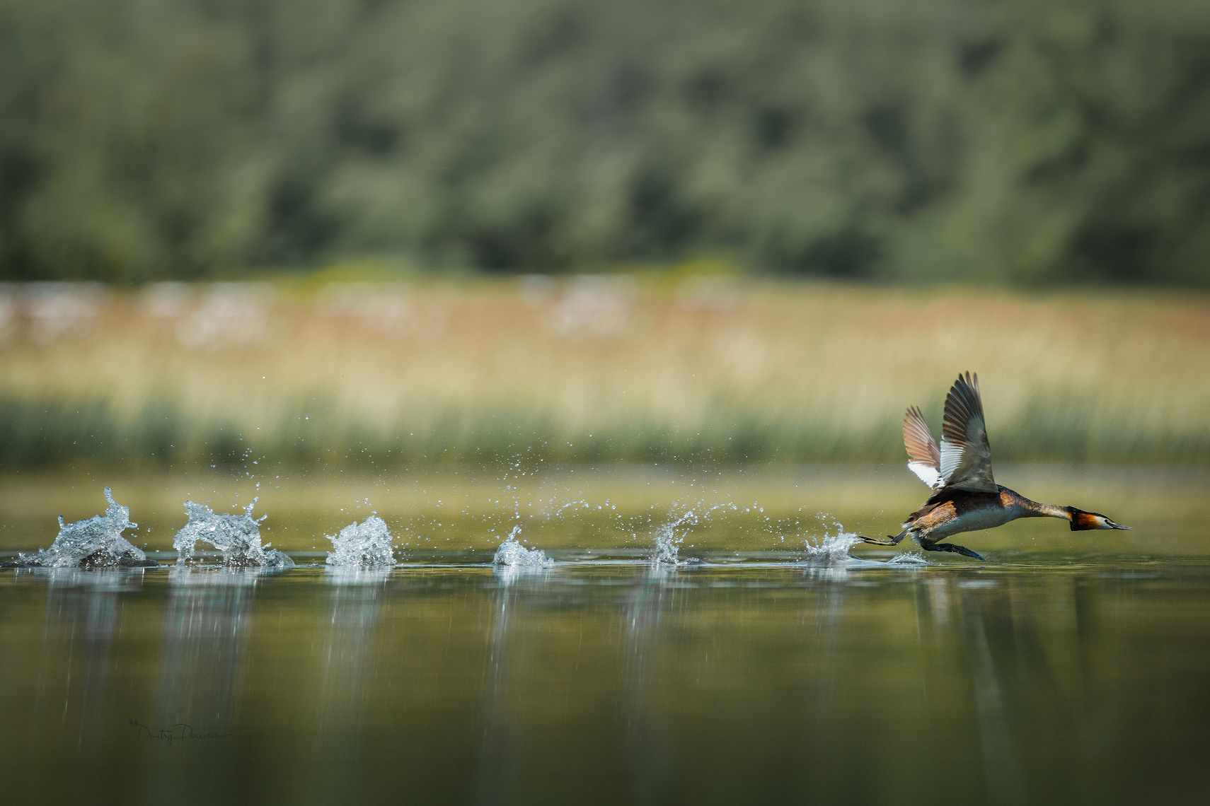 природа, лес, поля, огороды, животные, птицы, макро, Дмитрий Посевич