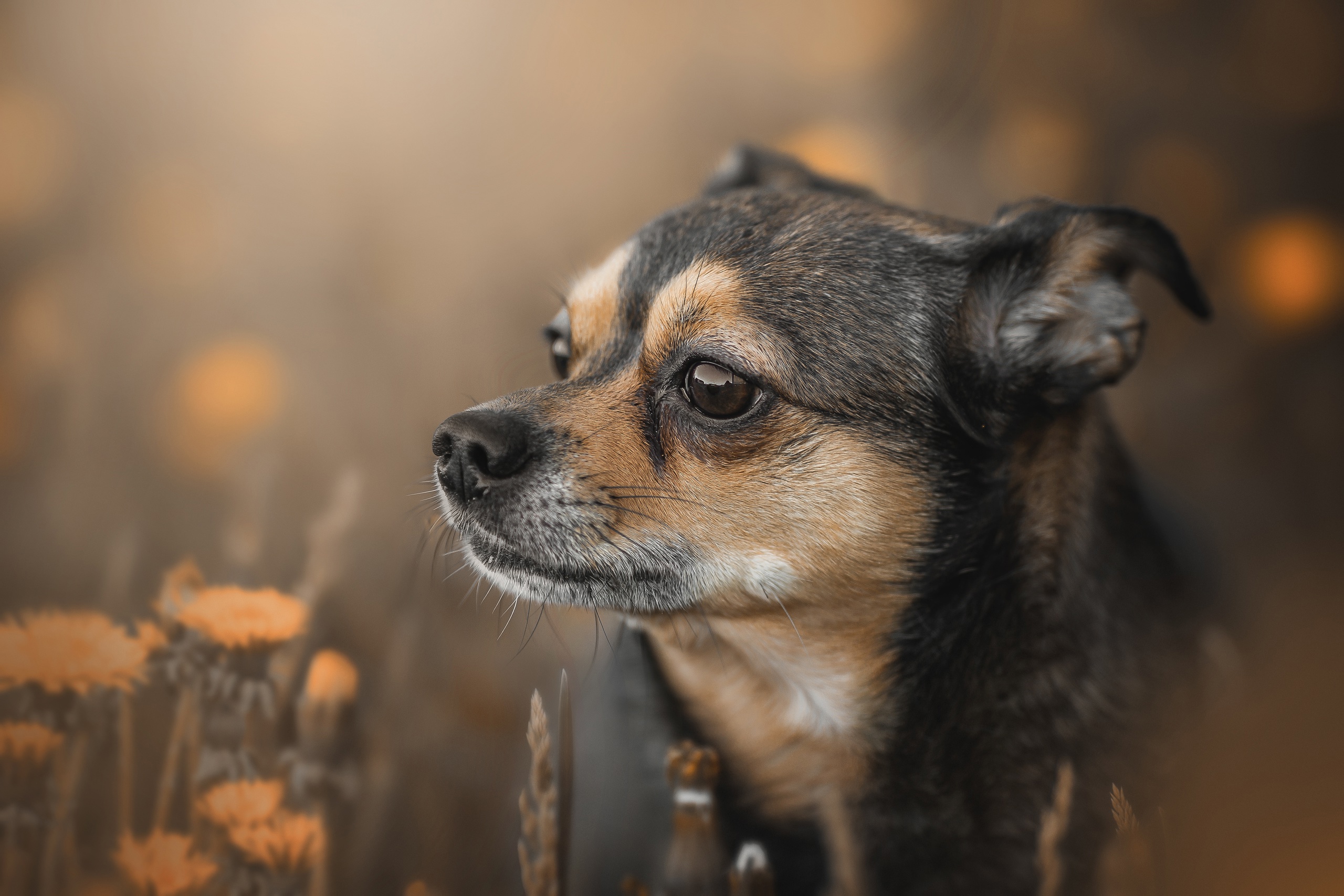 собака, Наталия Матвеева