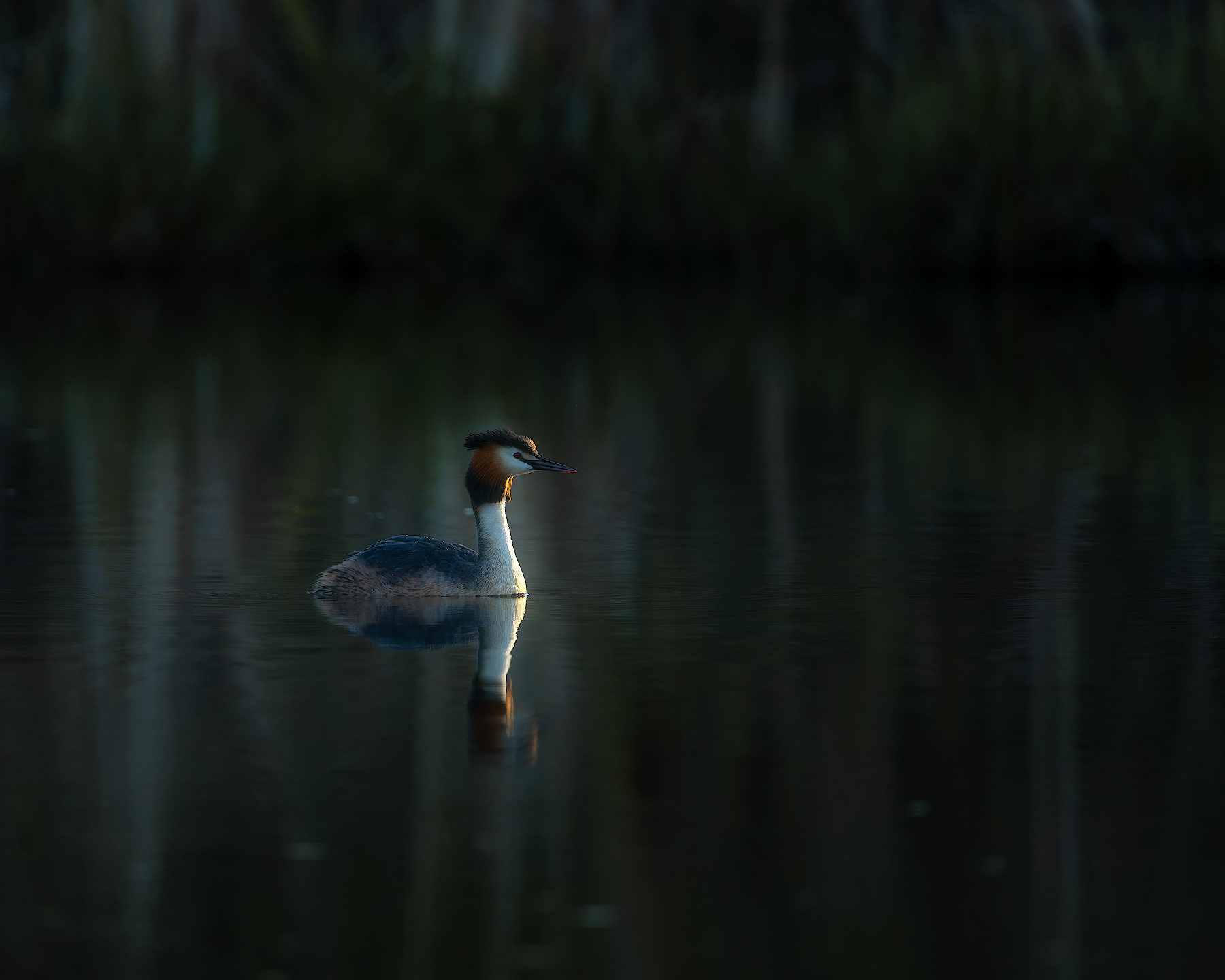 птички, фотоохота, чомга, поганка, Марголин Алексей