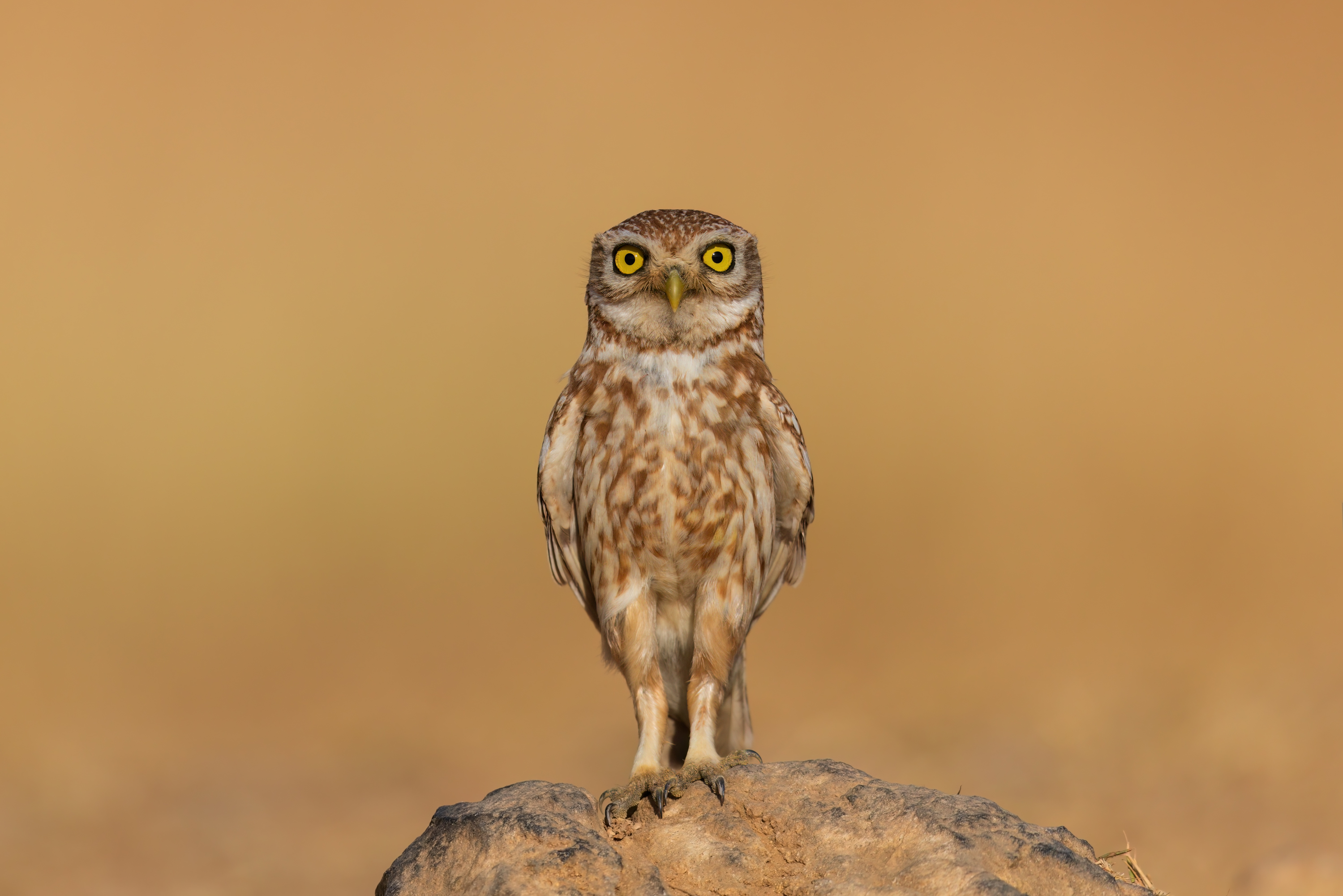 , Фруман Евгений