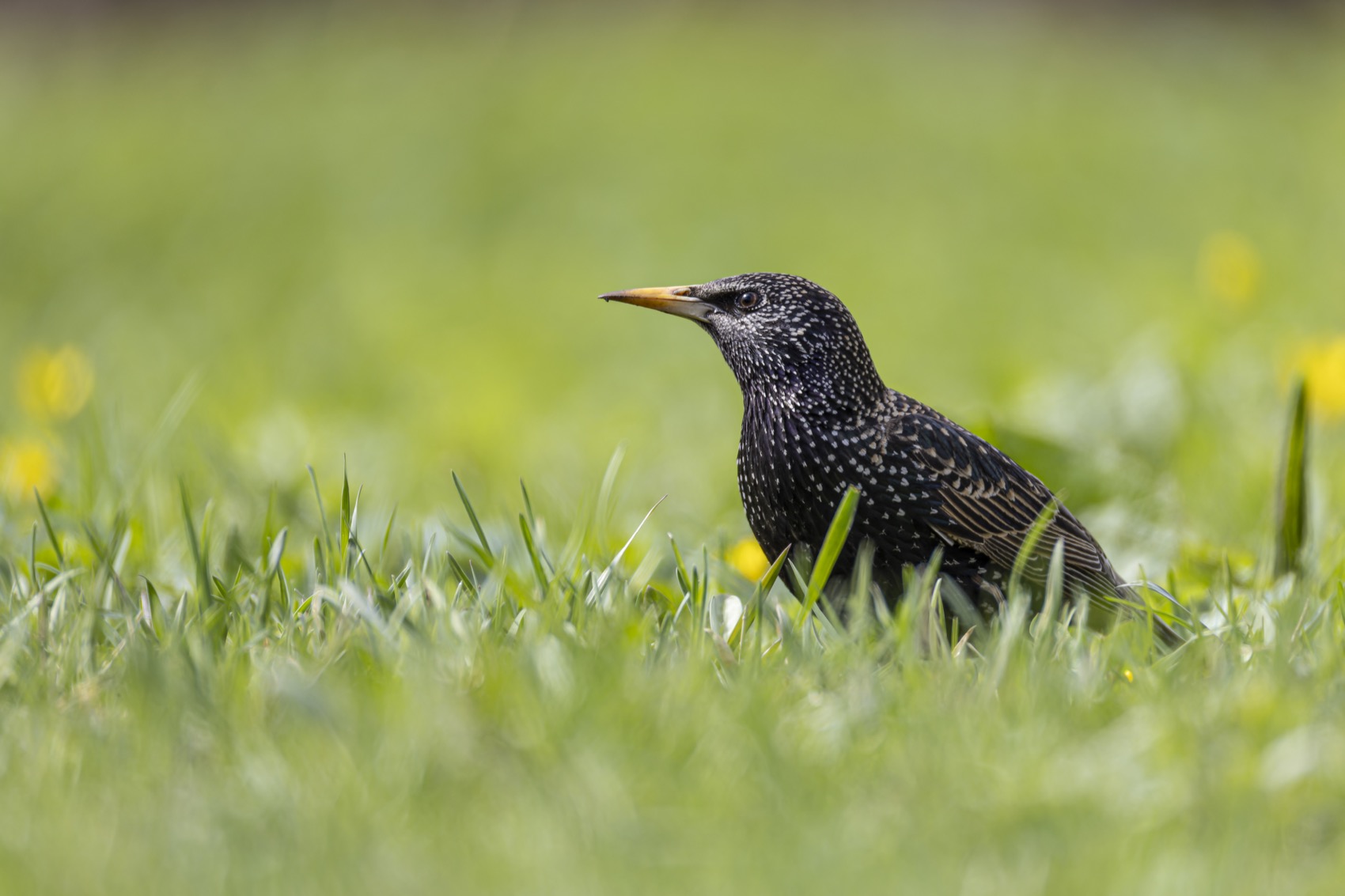 скворец, птицы, Руслан Pl