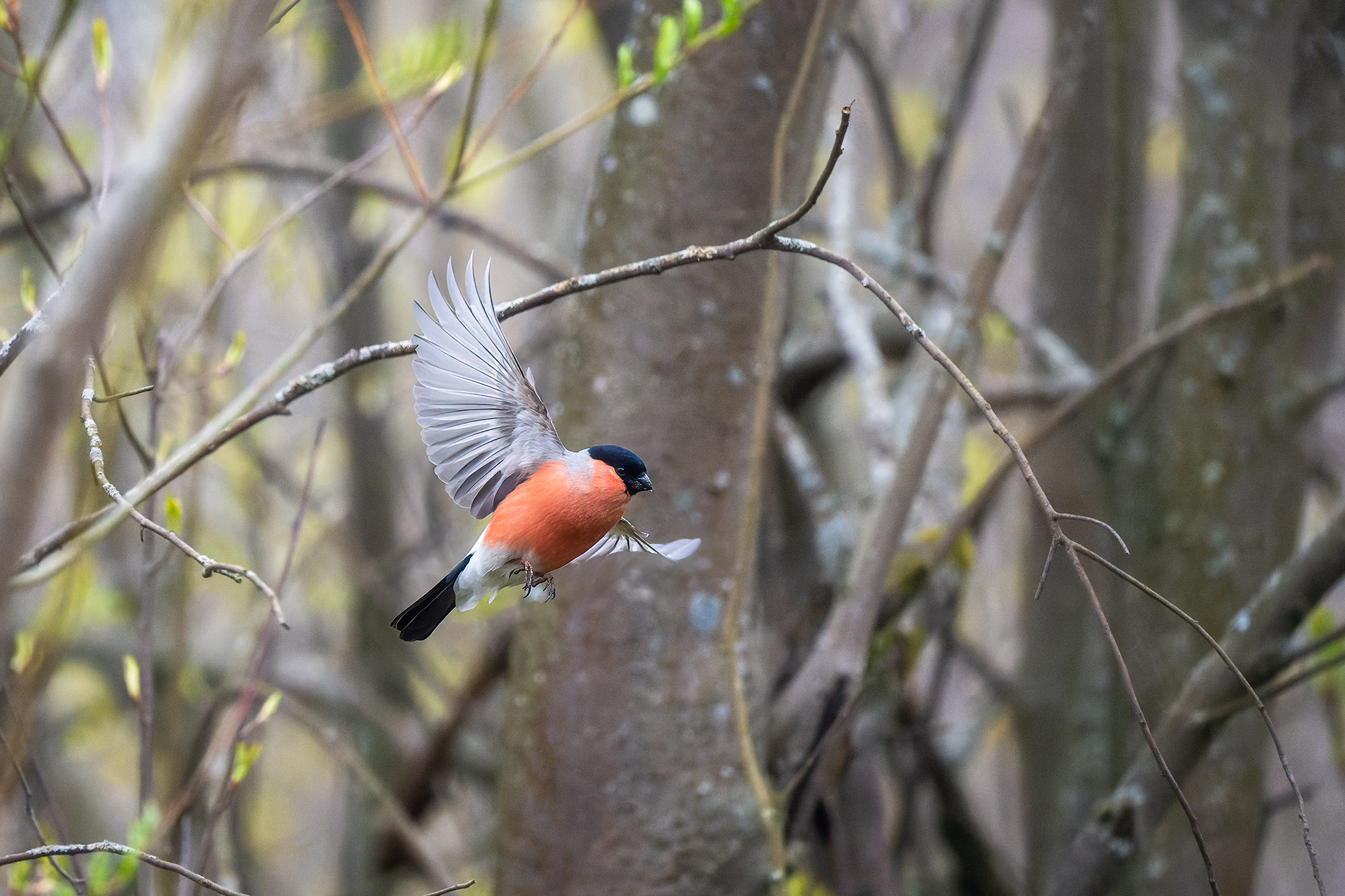 пермский край, птицы, фотоохота, природа, снегирь, Кузнецов Кирилл