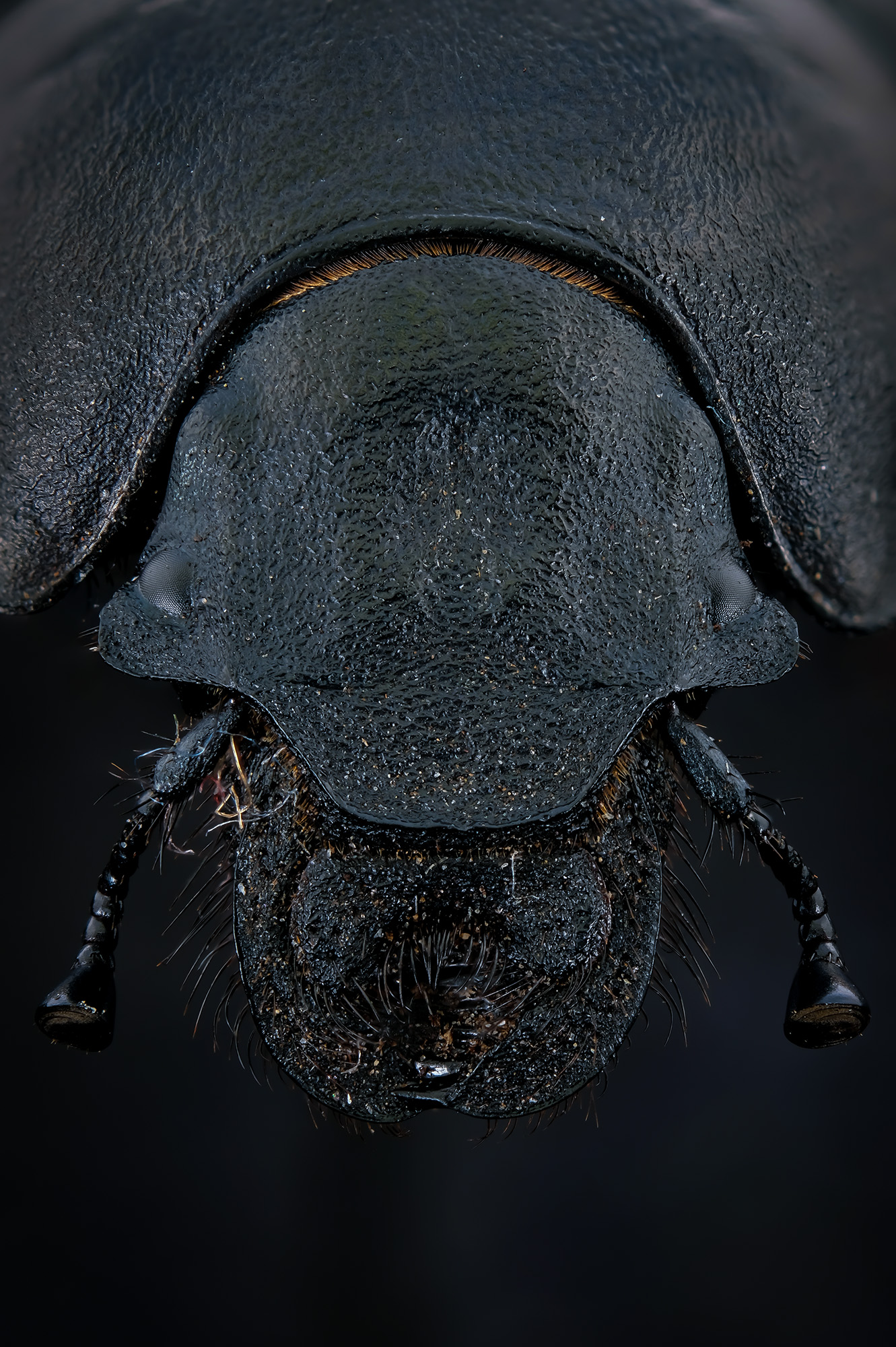 #макросъёмка, #макромир, #макрофото, #макросъемканасекомых, #макро_насекомые, #мирнасекомых, #насекомые, #жуки, #бабочки, #энтомология, #природа, #фауна, #красотаприроды, #фото_насекомых, #фотоприроды, #природавокруг, #увеличение, #ультрамакро, #интересны, Васильев Роман