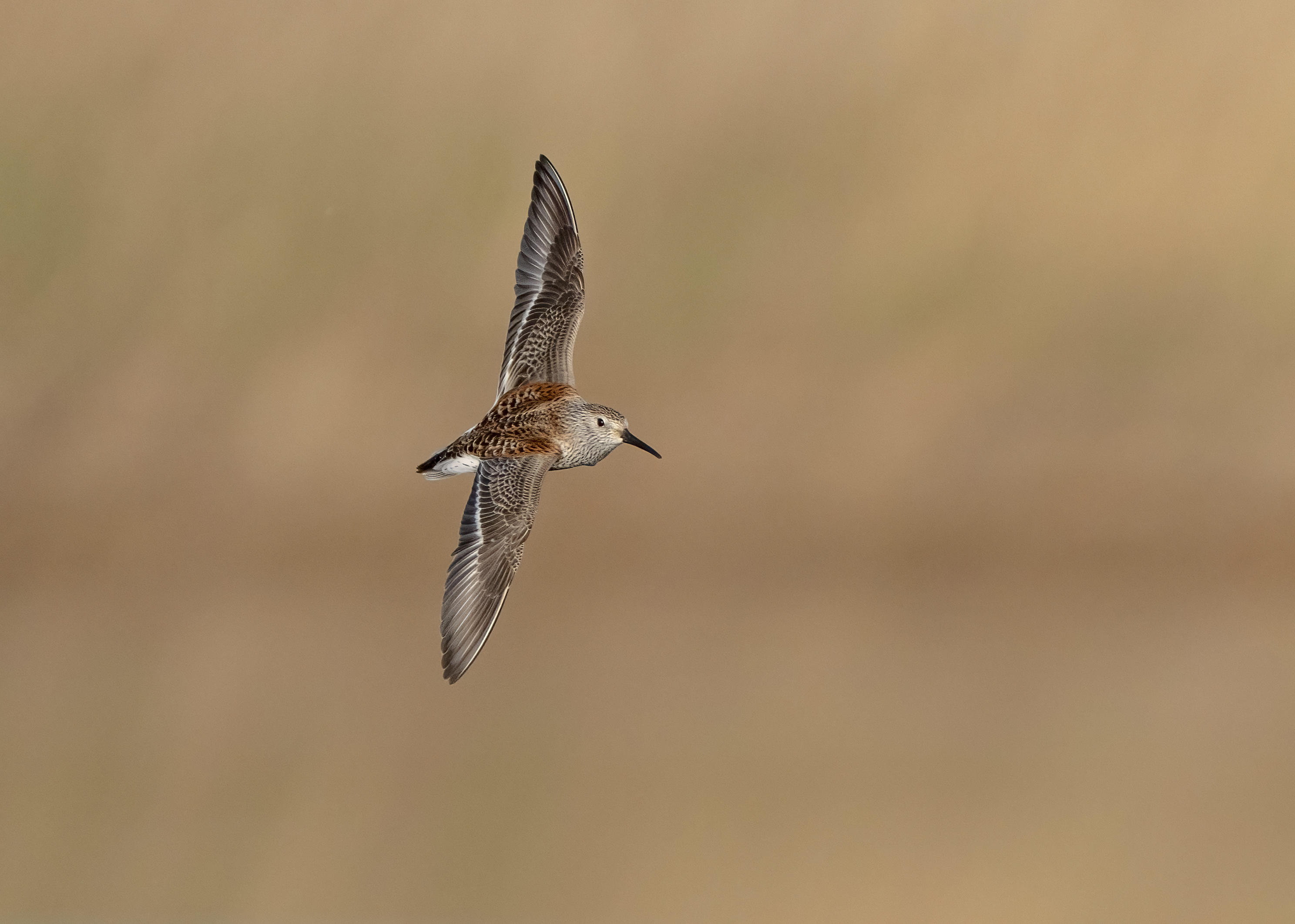 птицы,природа, весна, Андрей Киселёв