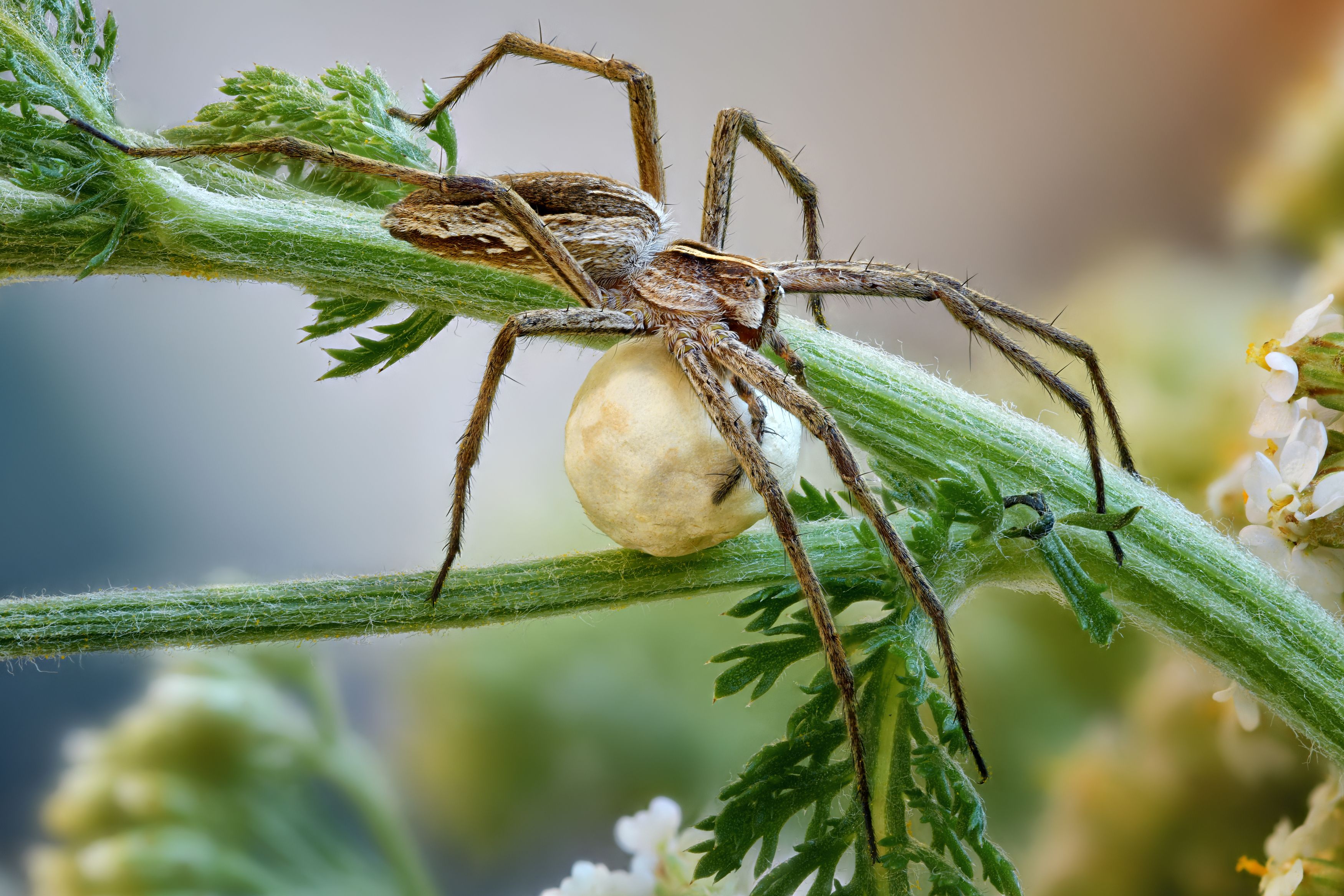, Антон Финевич