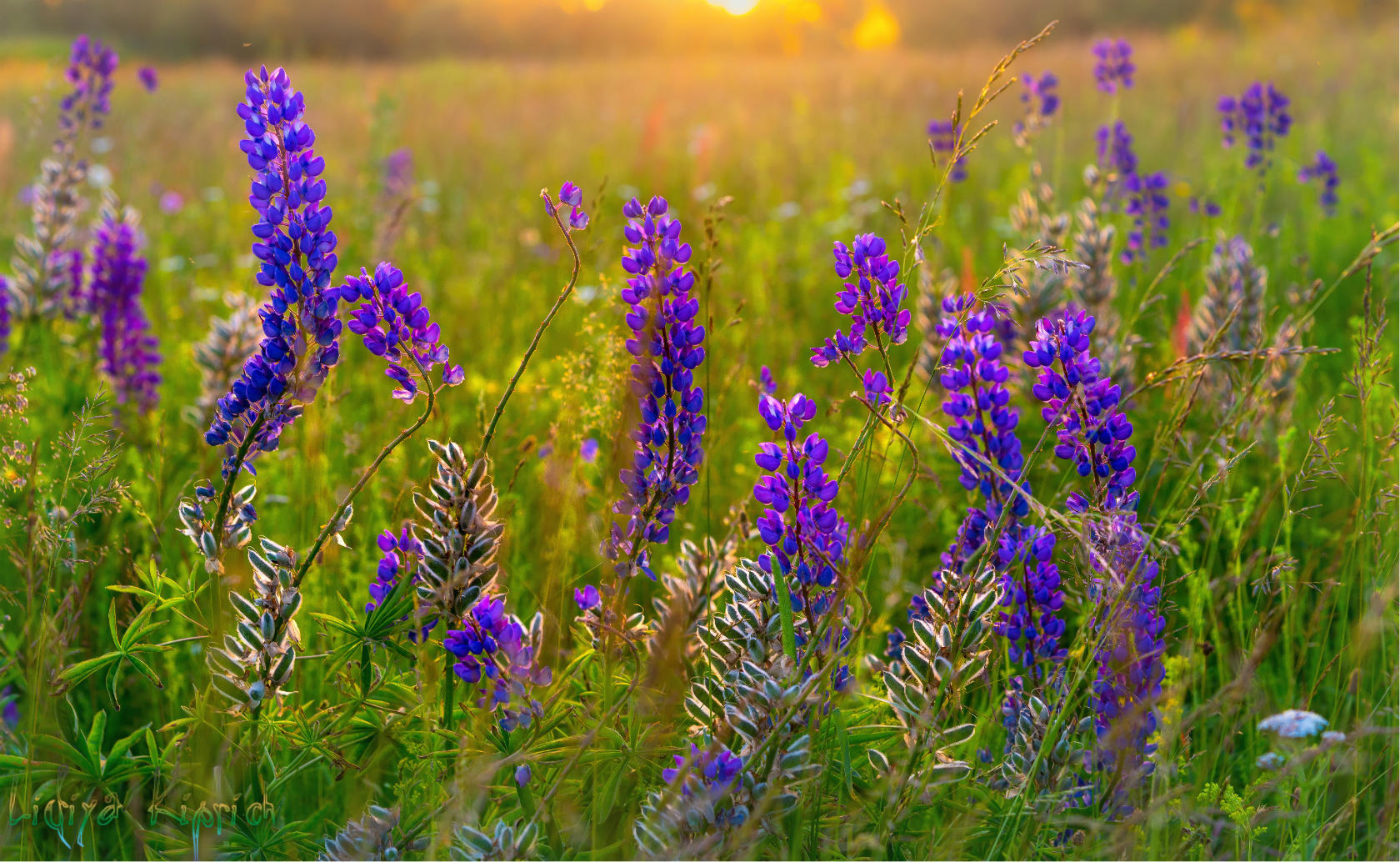 лето, цветы, люпин,, Лидия Киприч
