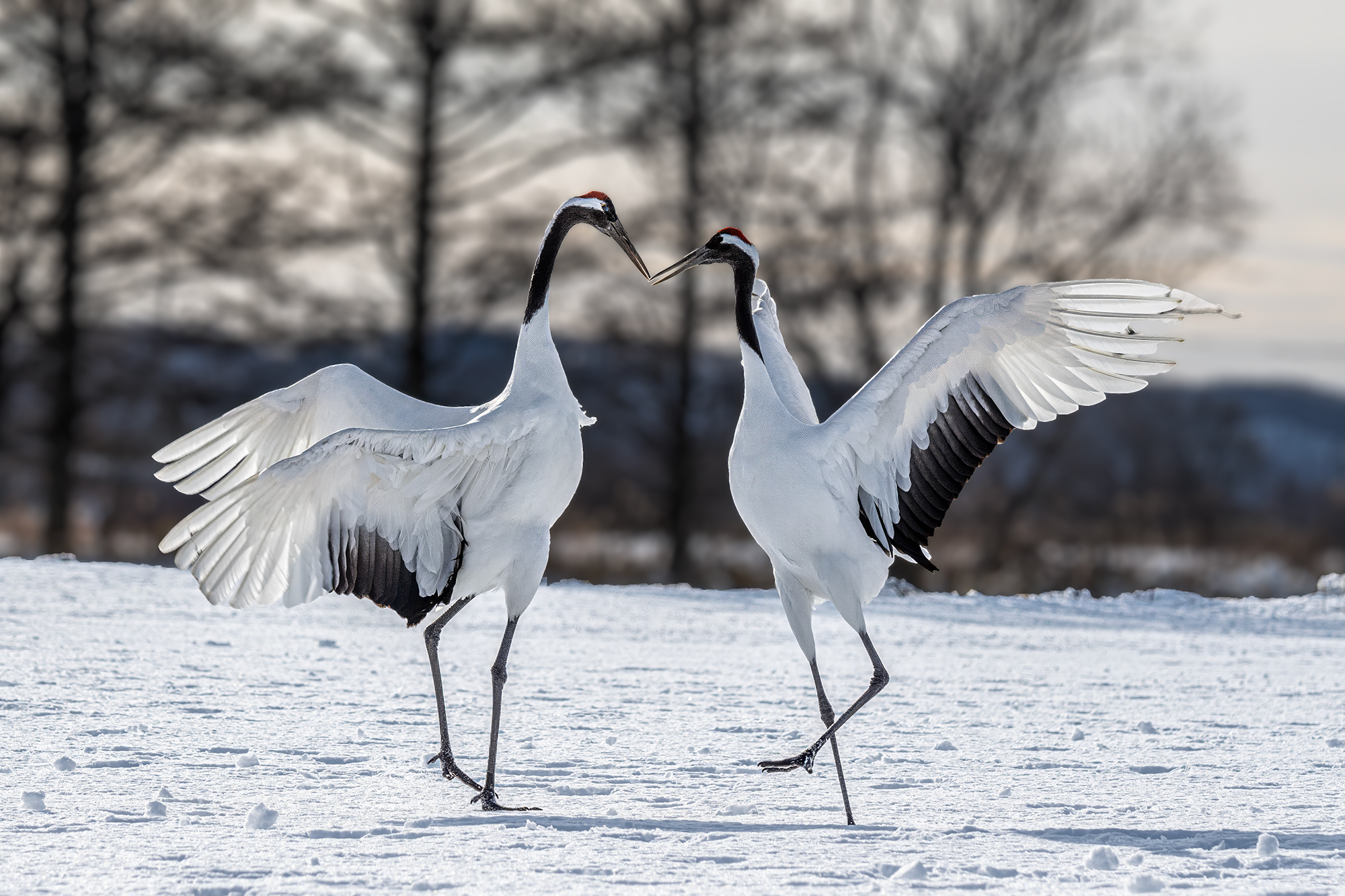 japan, Vorobeychik Vladimir