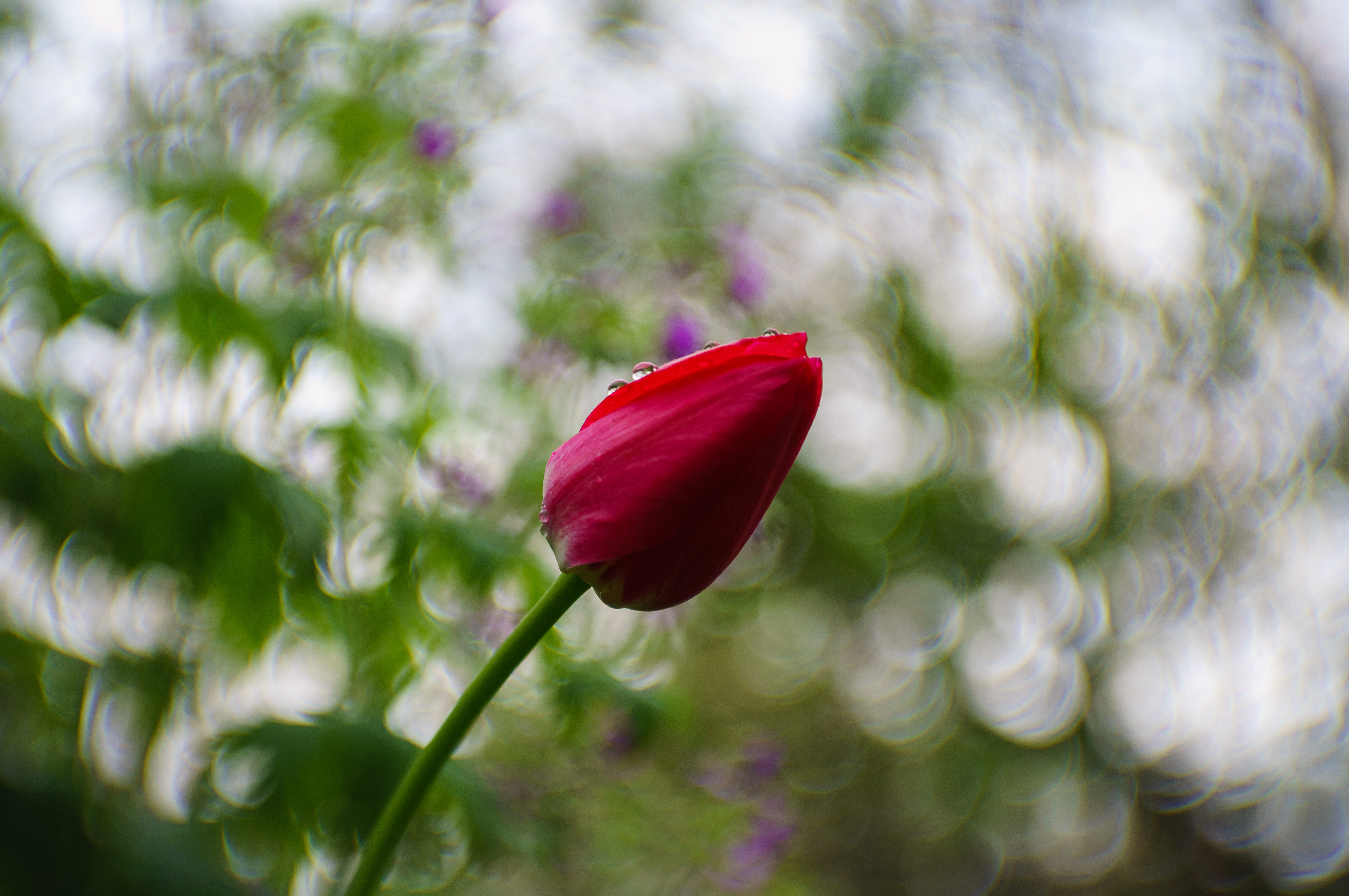 , Лофицкая Лариса