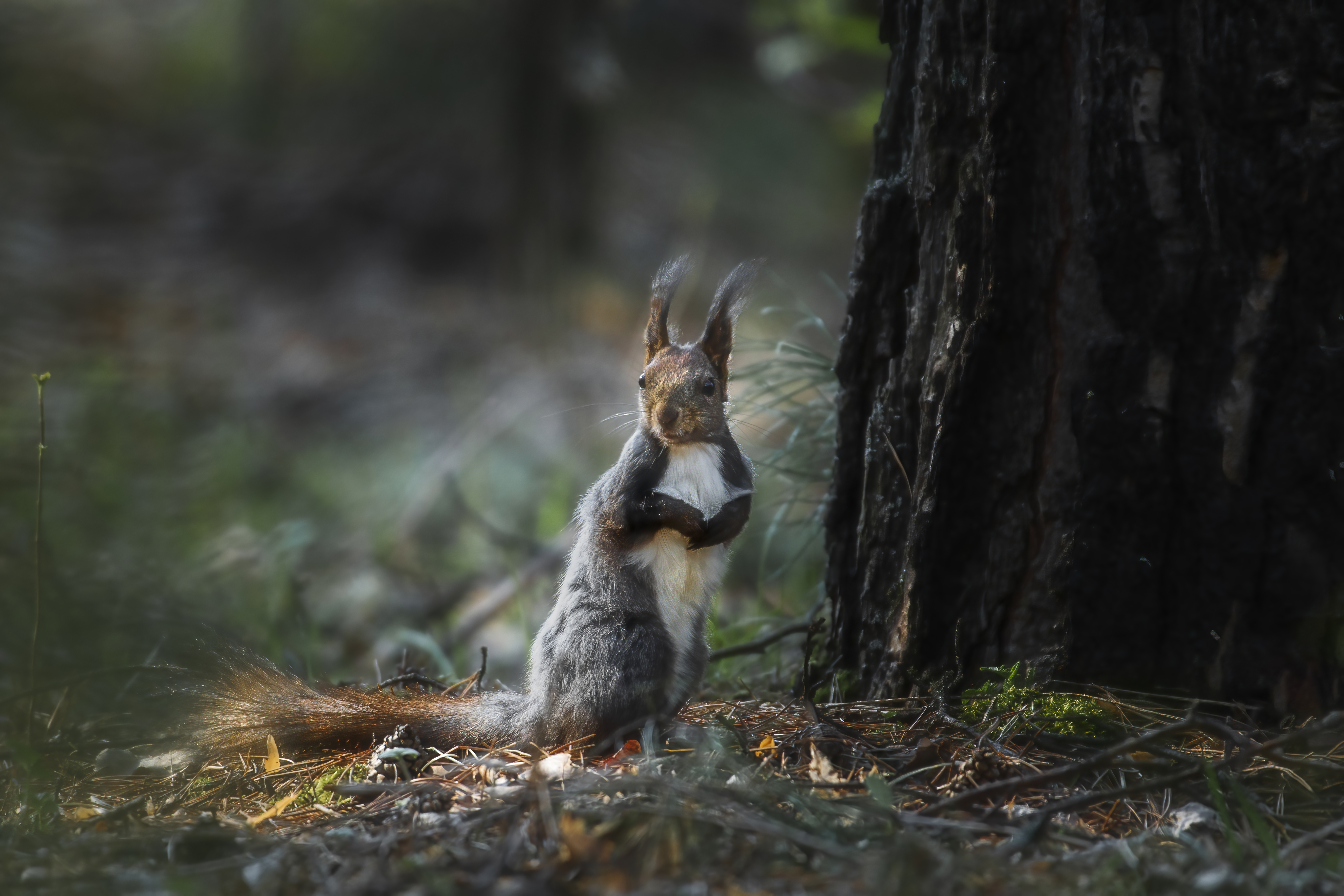 белка, животные, красноярск, сибирь, Андреева Светлана