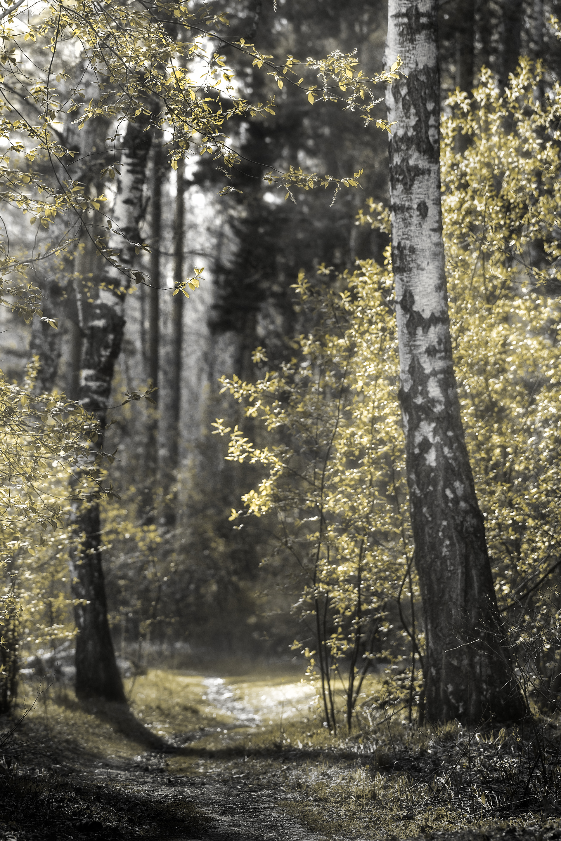 березовый лес, березовая роща, березы, Андреева Светлана