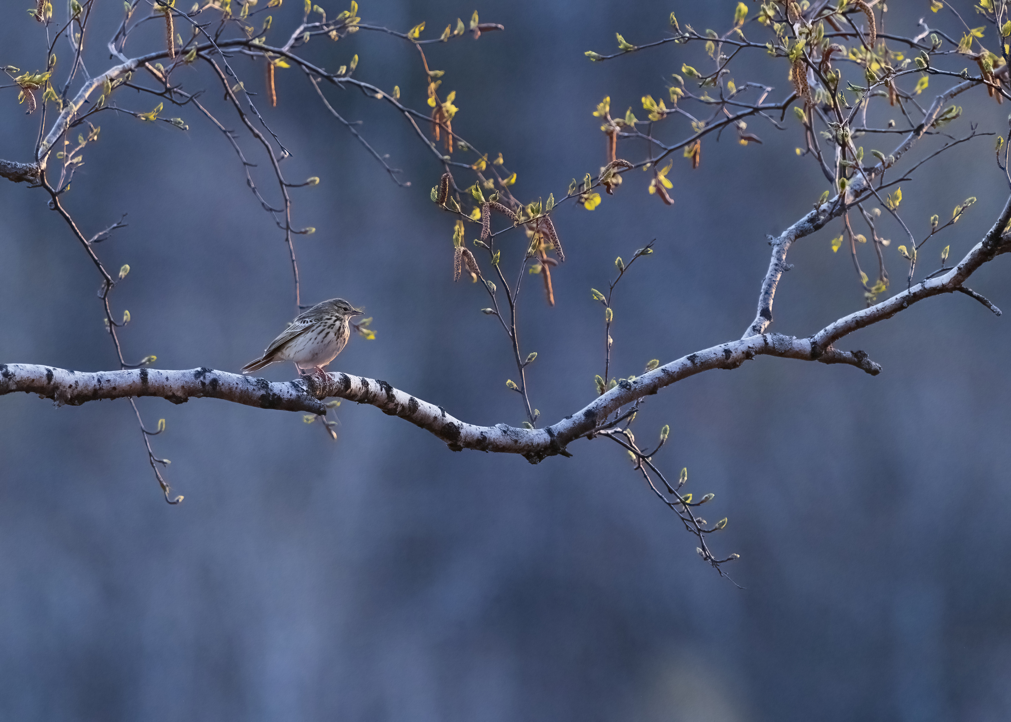 весна, Андреева Светлана