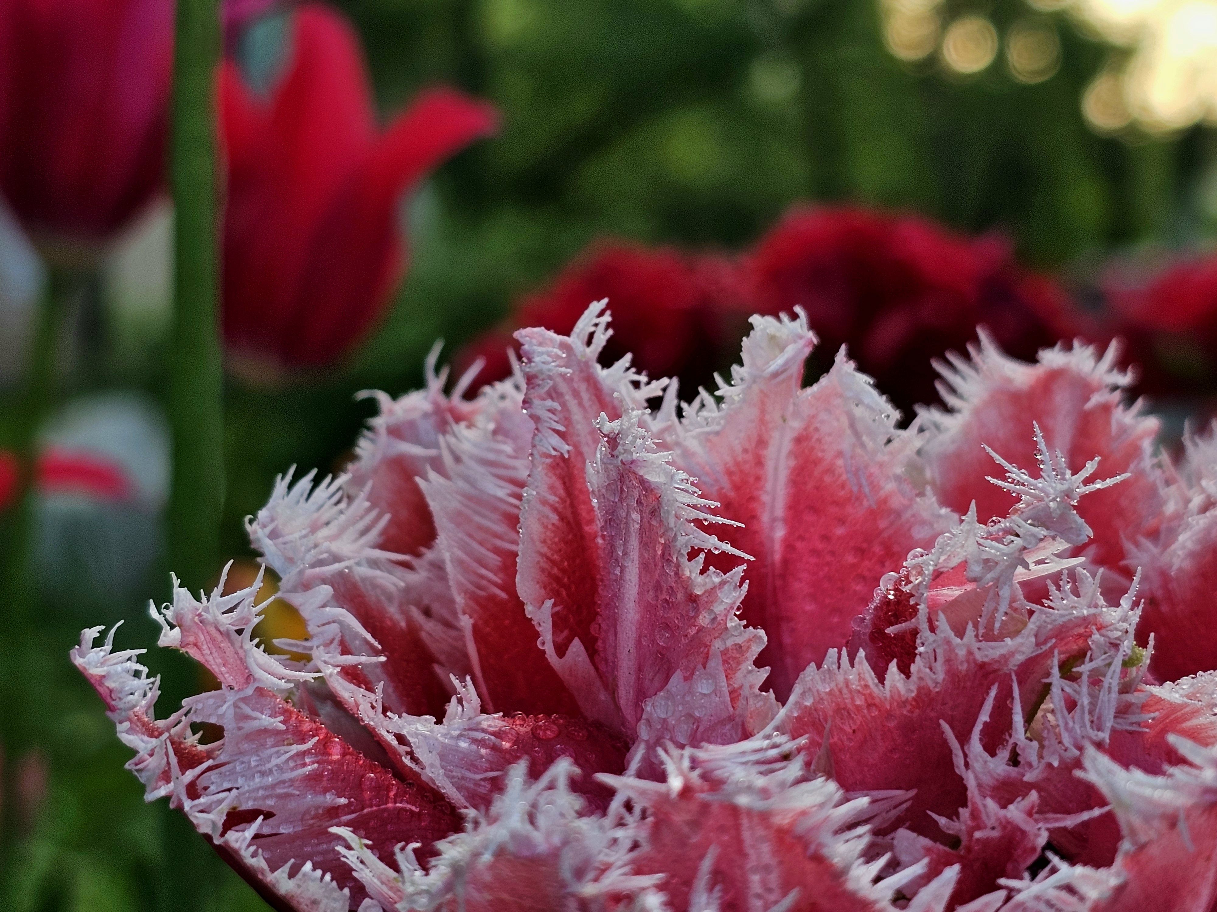 , Мария Яковлева