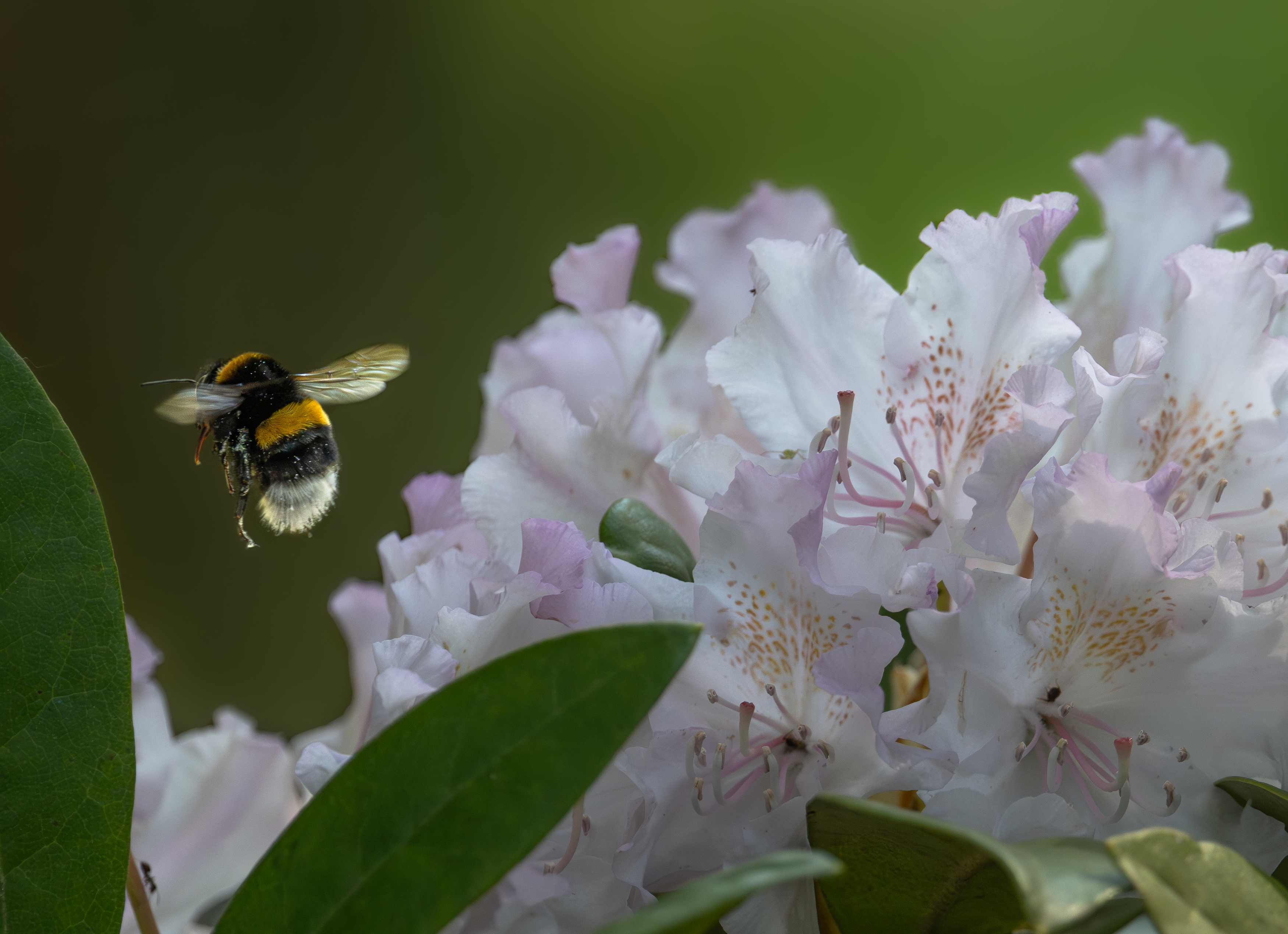 , Курлянцев Алексей