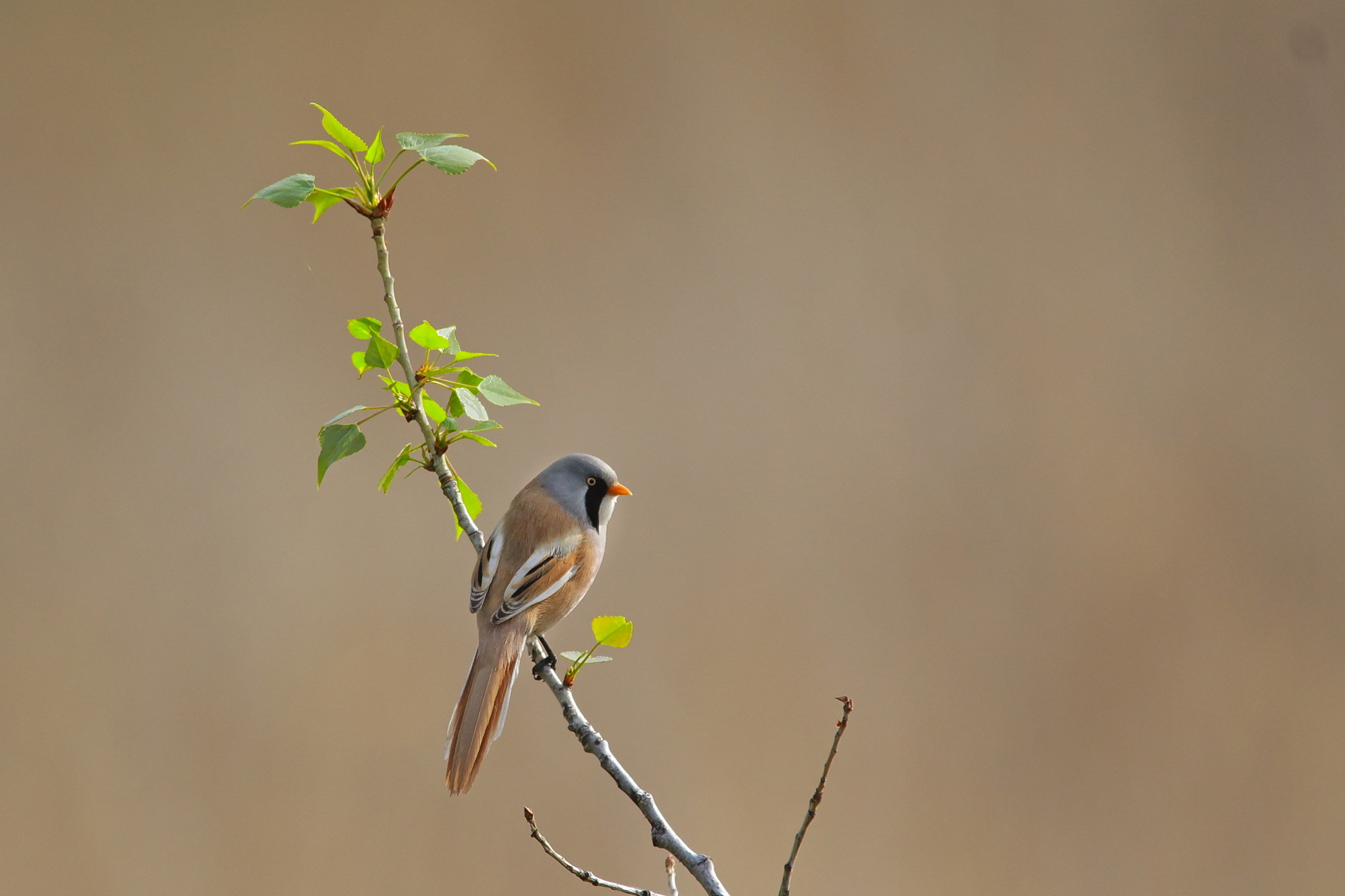 усатая синица, panurus biarmicus,, sergey izoya